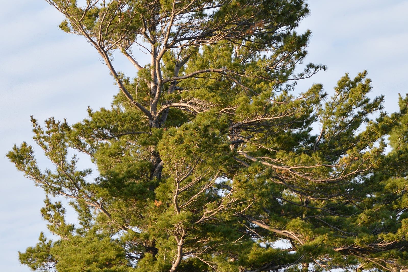 Eastern white pine (Pinus strobus) showing characteristic soft 5-needled fascicles on a mature specimen.