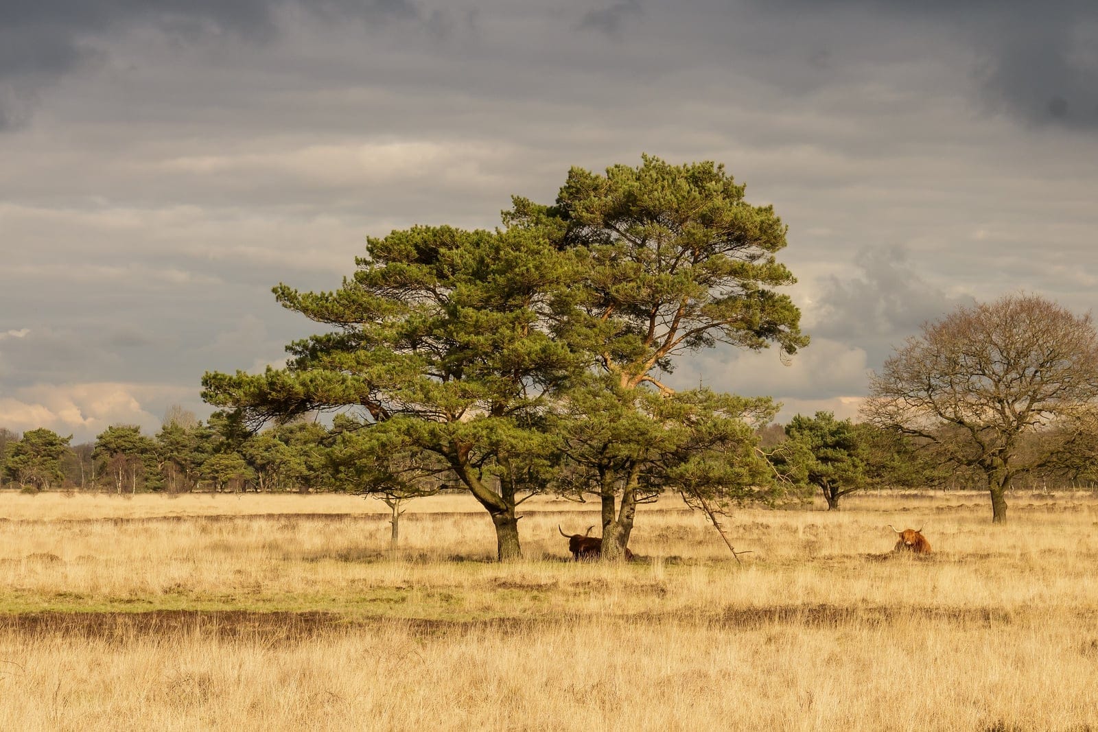 Several Scots pine trees showing their characteristic open, irregular crowns and reddish-orange bark rising above heathland in the Delleboersterheide nature reserve, Netherlands