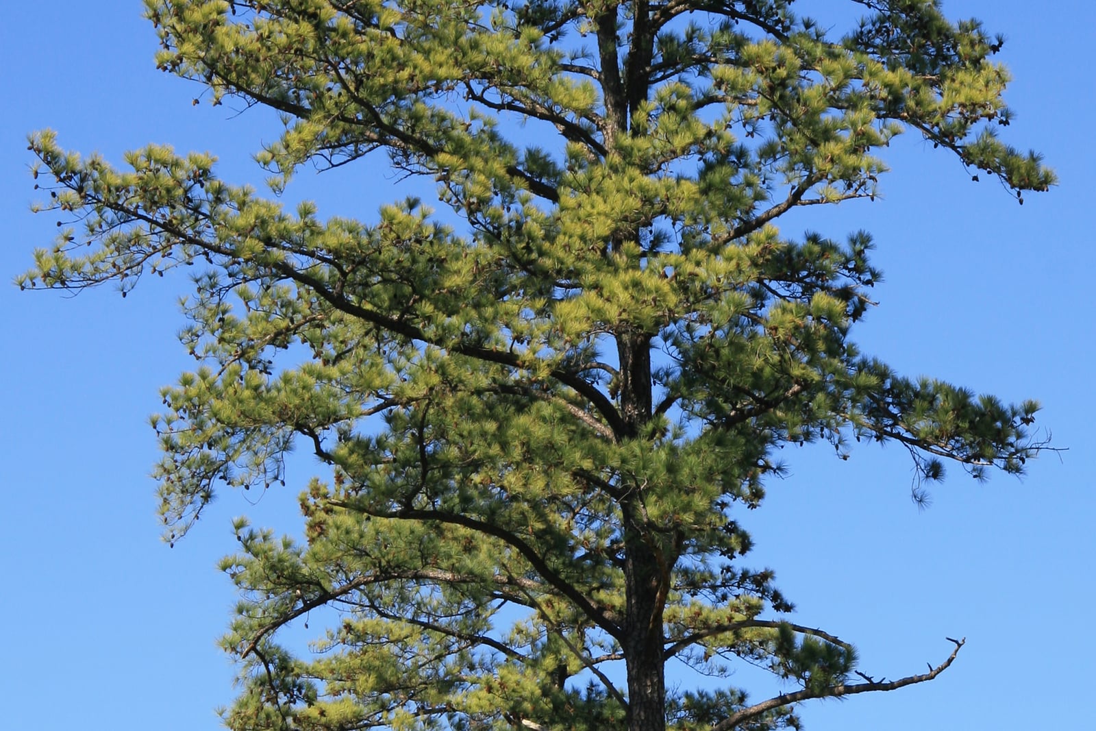 The upper trunk and crown of a mature loblolly pine (Pinus taeda) against a clear blue sky, showing a straight grey plated trunk with widely spaced whorls of long horizontal branches. The foliage is carried in loose tufts of long pale-green needles at the branch ends, and dark brown cones hang in numbers along the upper limbs.