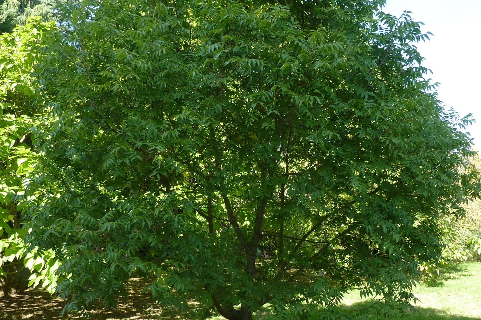 Mature Chinese pistache tree in leaf, showing rounded canopy and upright habit