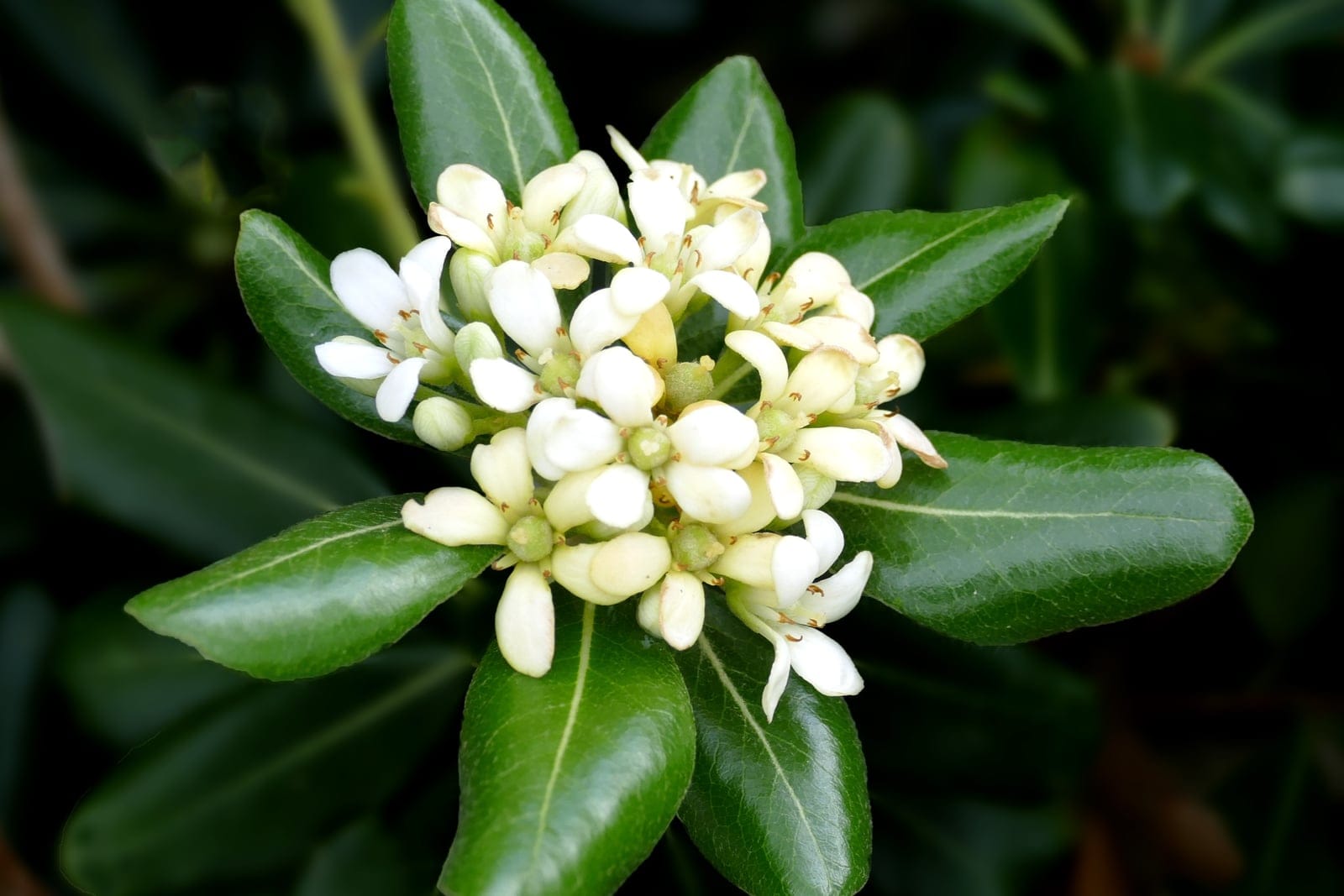 Close-up of Japanese pittosporum flower clusters showing small white five-petalled blooms in a terminal corymb