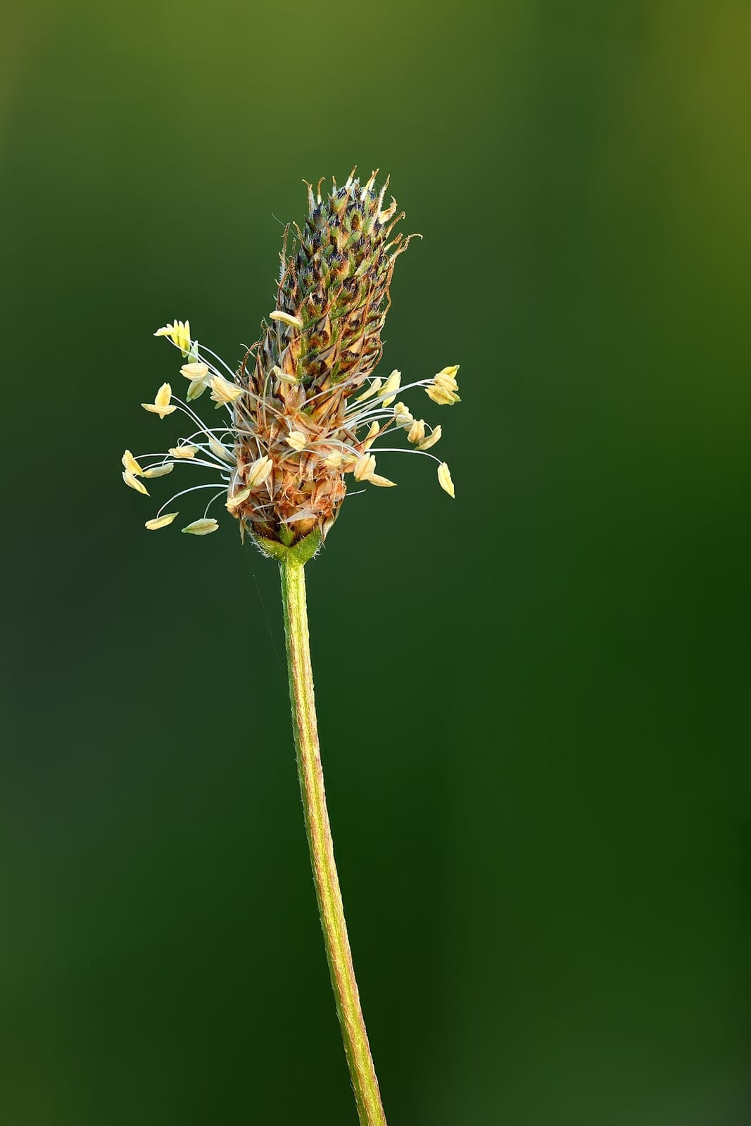 Ribwort plantain (Plantago lanceolata) - conical brown flower spike, ring of protruding white stamens, long grooved/furrowed flower stalk, narrow ribbed lance-shaped leaves.