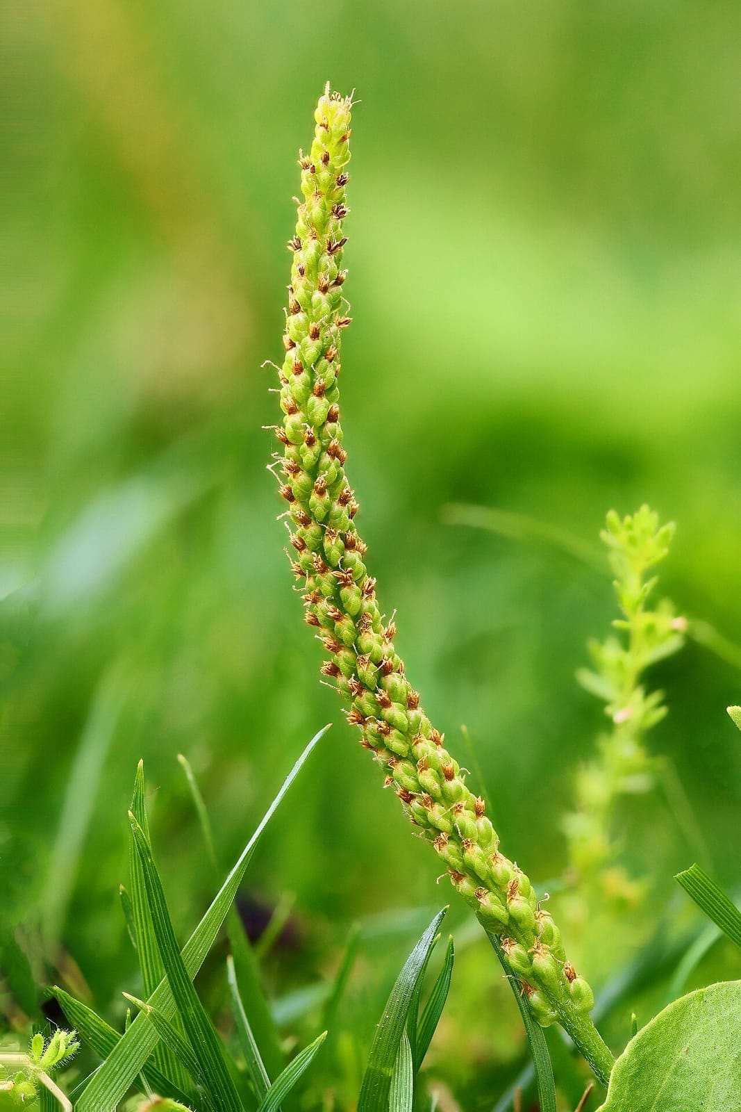Broadleaf plantain (Plantago major) - dense green flower/seed spike, tiny stamen-bearing flowers along the spike, broad basal leaf, upright spike on a slender stalk.