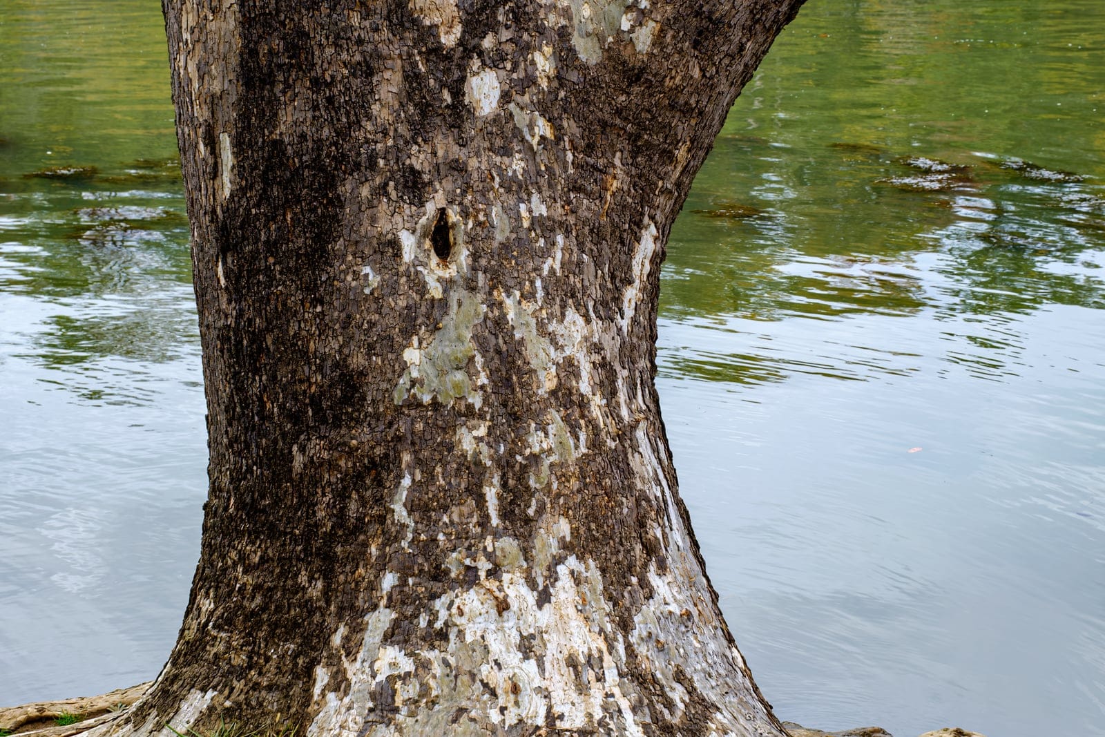 American sycamore (Platanus occidentalis) showing characteristic mottled exfoliating white-tan bark on the trunk.