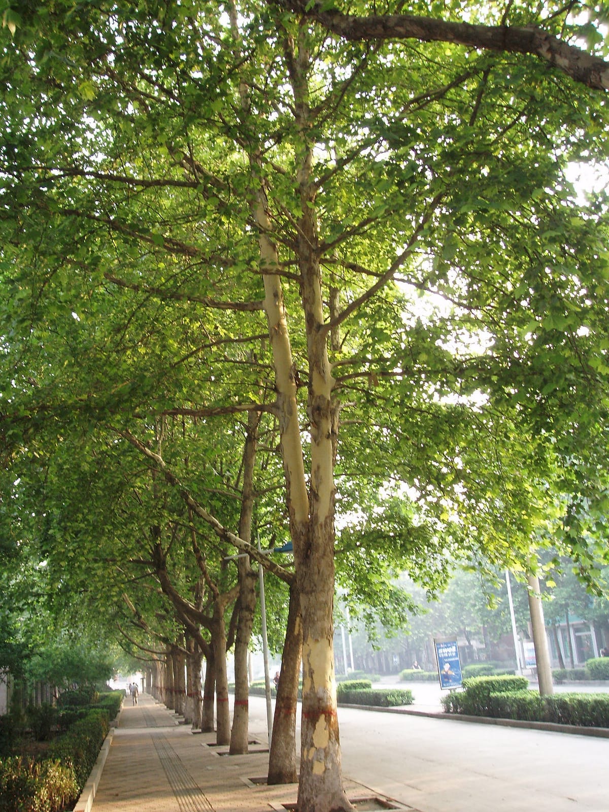 Plátano de sombra (Platanus x acerifolia) - troncos jaspeados y exfoliantes con dibujo de camuflaje, copa amplia y extendida, plantación clásica de árbol de alineación en avenida, follaje ancho parecido al del arce.