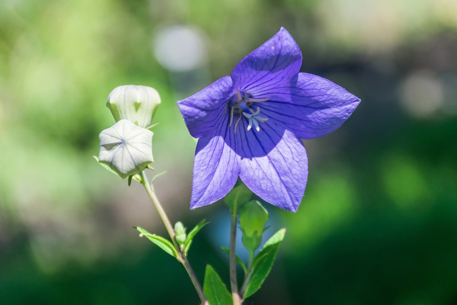Balloon flower (Platycodon grandiflorus) showing several open blue-violet star-shaped flowers and swollen balloon-like buds on upright stems with toothed green leaves.