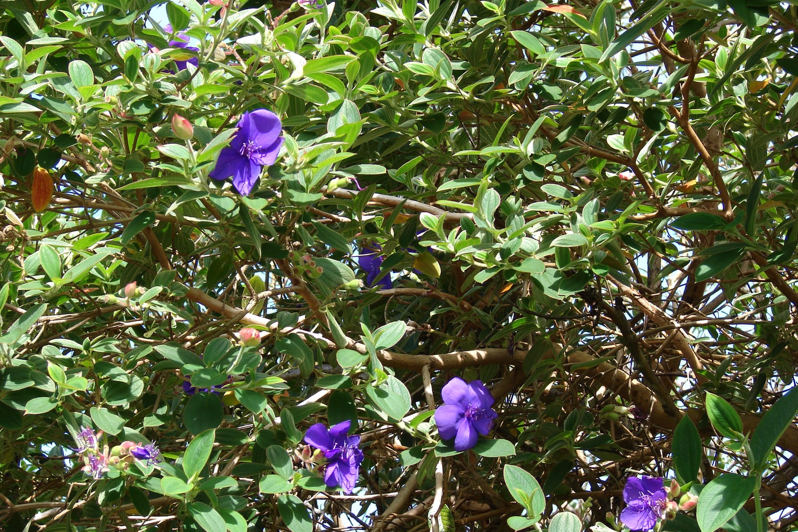 Fleur de princesse (Pleroma urvilleanum, vendue sous le nom de Tibouchina urvilleana) - fleurs d'un pourpre violacé à cinq pétales et aux étamines pourpres, boutons rosés et feuilles velues vert-gris, sur une plante poussant le long de la Hana Highway, à Maui, à Hawaï.