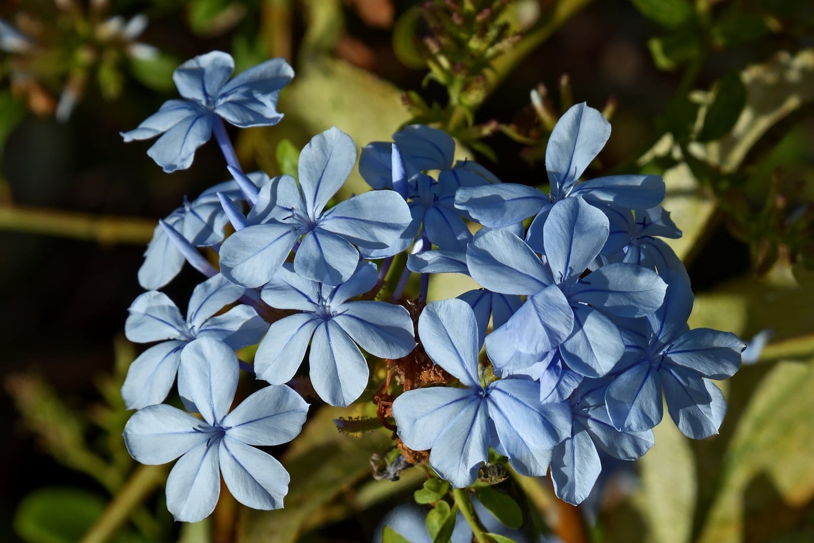 Cape leadwort (Plumbago auriculata) - soft sky-blue, five-petalled phlox-like (salverform) flowers, each petal marked with a darker central keel-line, flowers borne in a dense terminal cluster (raceme), the abundant warm-season bloom typical of cape plumbago, glossy green foliage of the scrambling, semi-climbing tender shrub forming the backdrop behind the flower head.