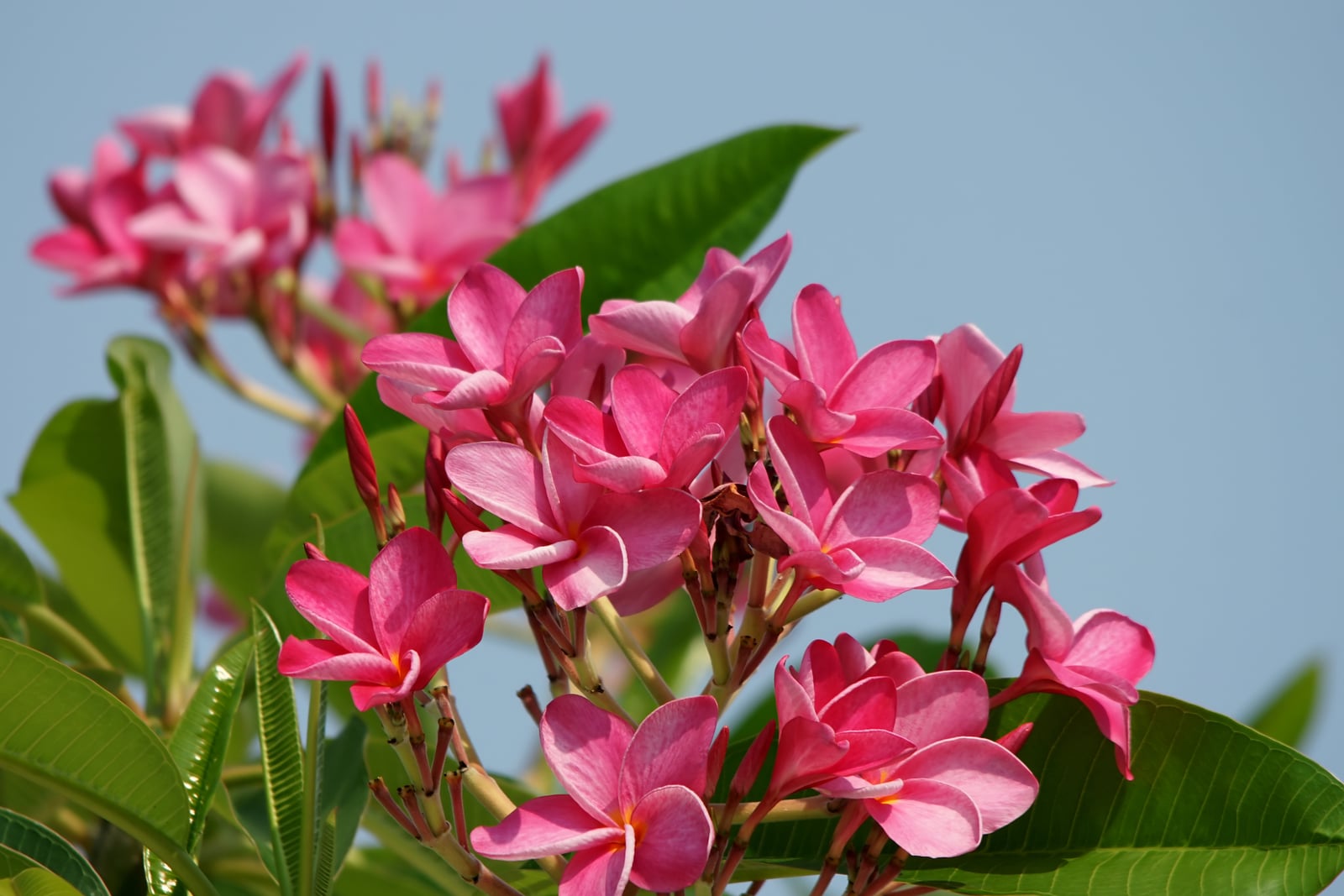 Frangipani (Plumeria rubra): clusters of deep pink, five-petaled flowers with small yellow centers among large green leaves against a blue sky, photographed on Sanibel Island, Florida.