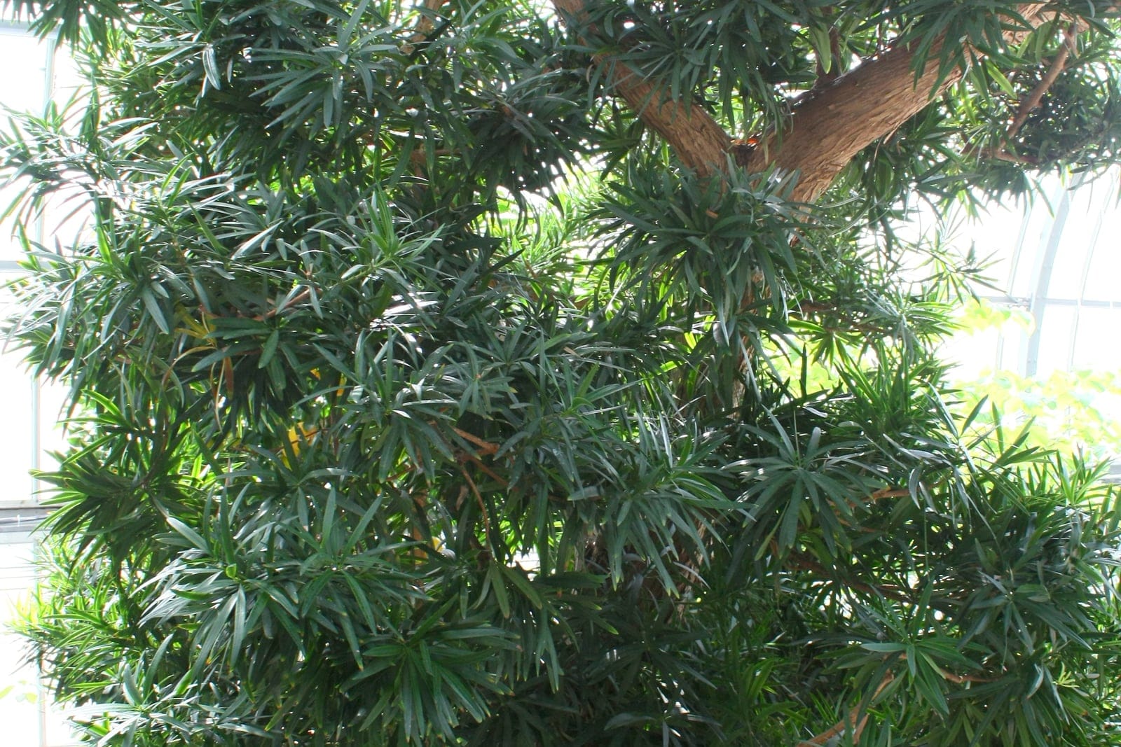 Podocarpus macrophyllus specimen at Krohn Conservatory showing narrow columnar habit and dense strap-shaped dark green foliage