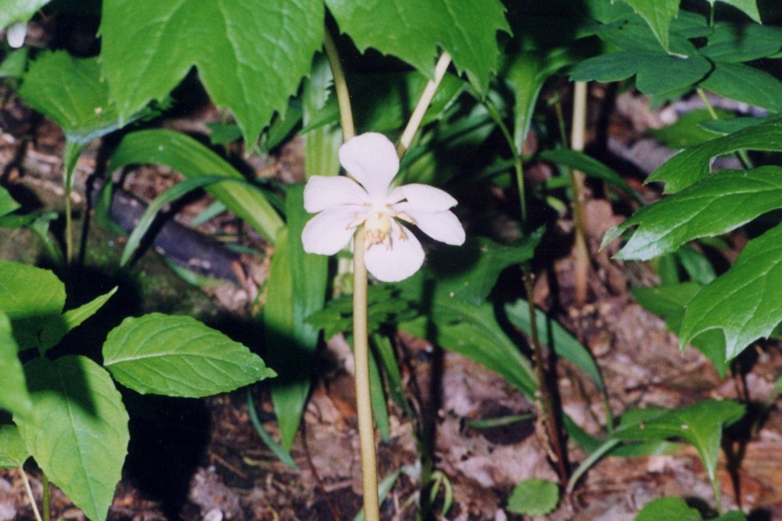 Mayapple (Podophyllum peltatum) showing characteristic umbrella-shaped leaves.