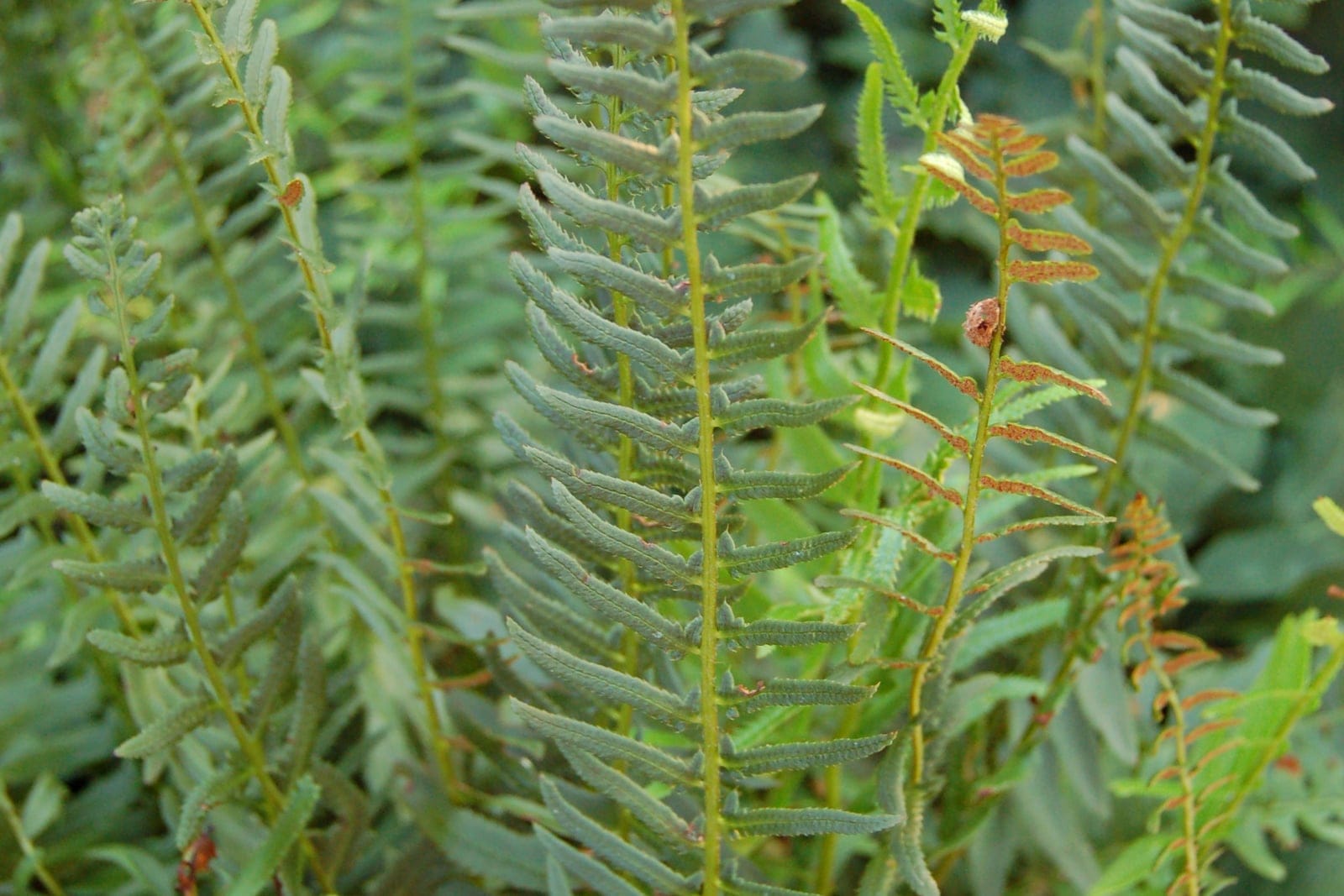 Christmas fern (Polystichum acrostichoides) clump of leathery lance-shaped evergreen fronds arching from a central crown.