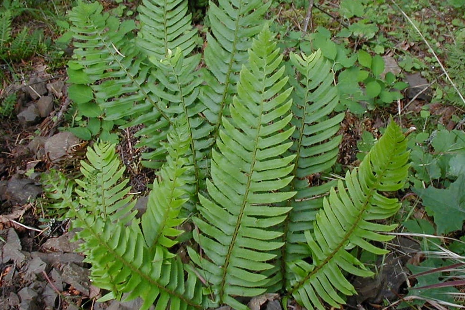 Western sword fern (Polystichum munitum) showing characteristic long evergreen pinnate fronds.
