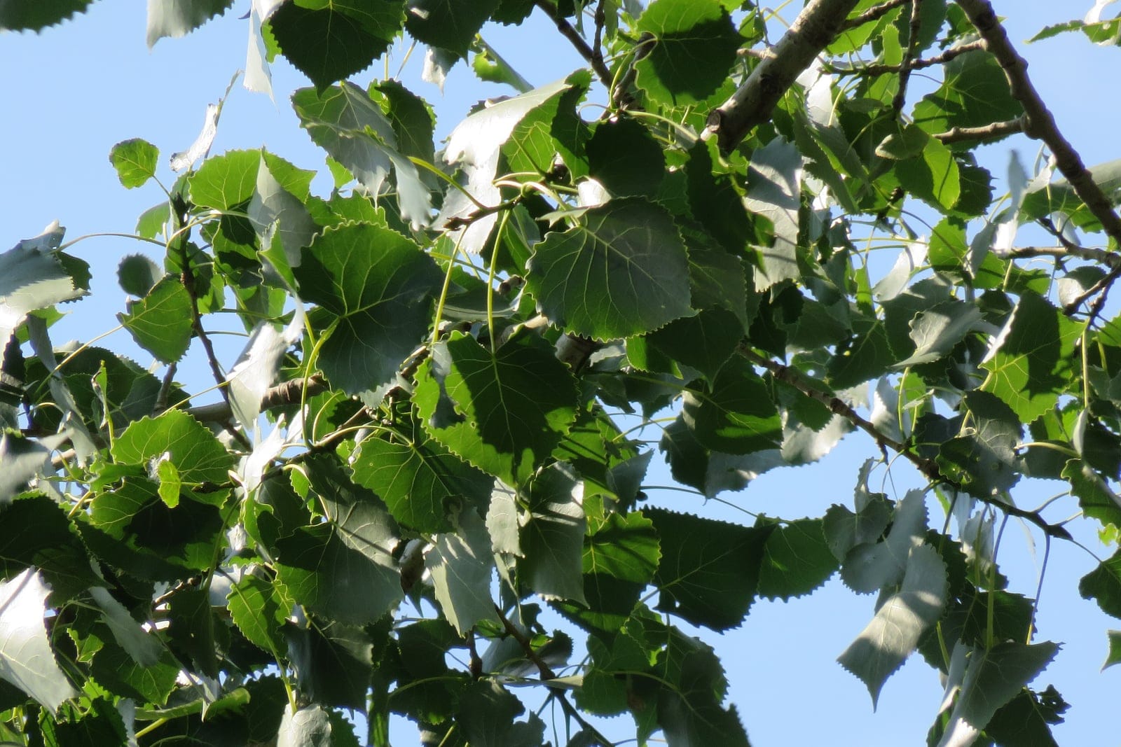 Eastern cottonwood (Populus deltoides) foliage against a blue sky, showing glossy triangular deltoid leaves with coarsely toothed margins and pale undersides on flattened petioles.