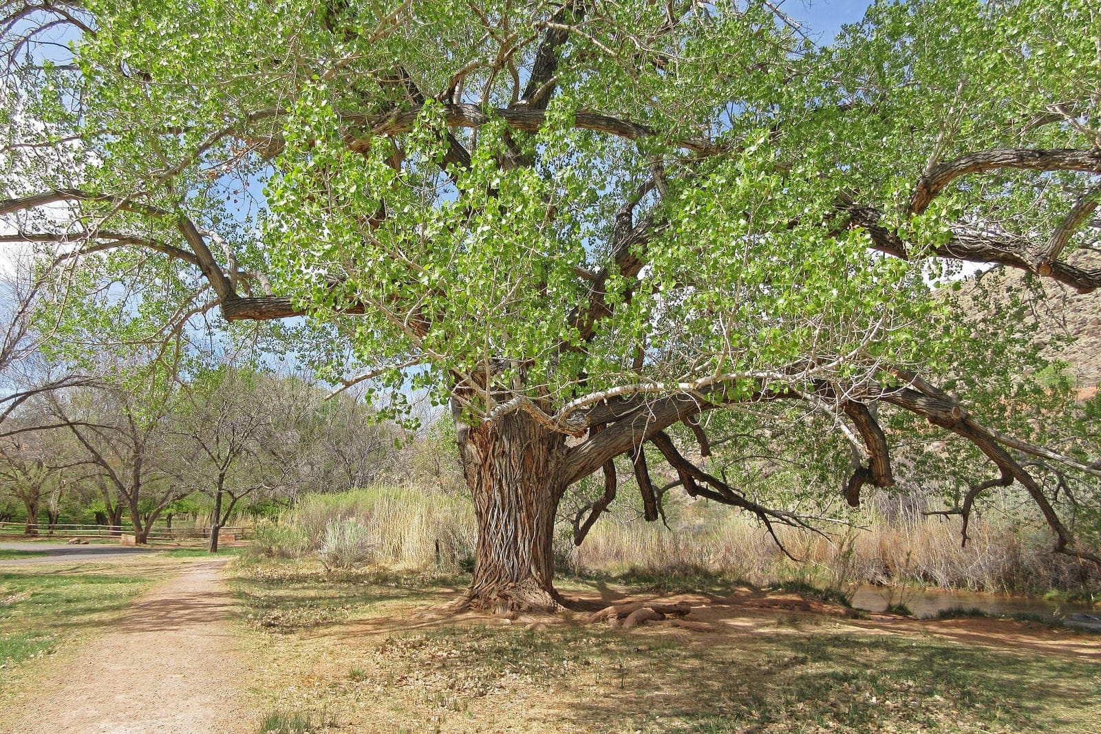 Mature Fremont cottonwood (Populus fremontii) with a broad open spreading crown, stout deeply furrowed trunk, and bright-green triangular leaves beside a path.