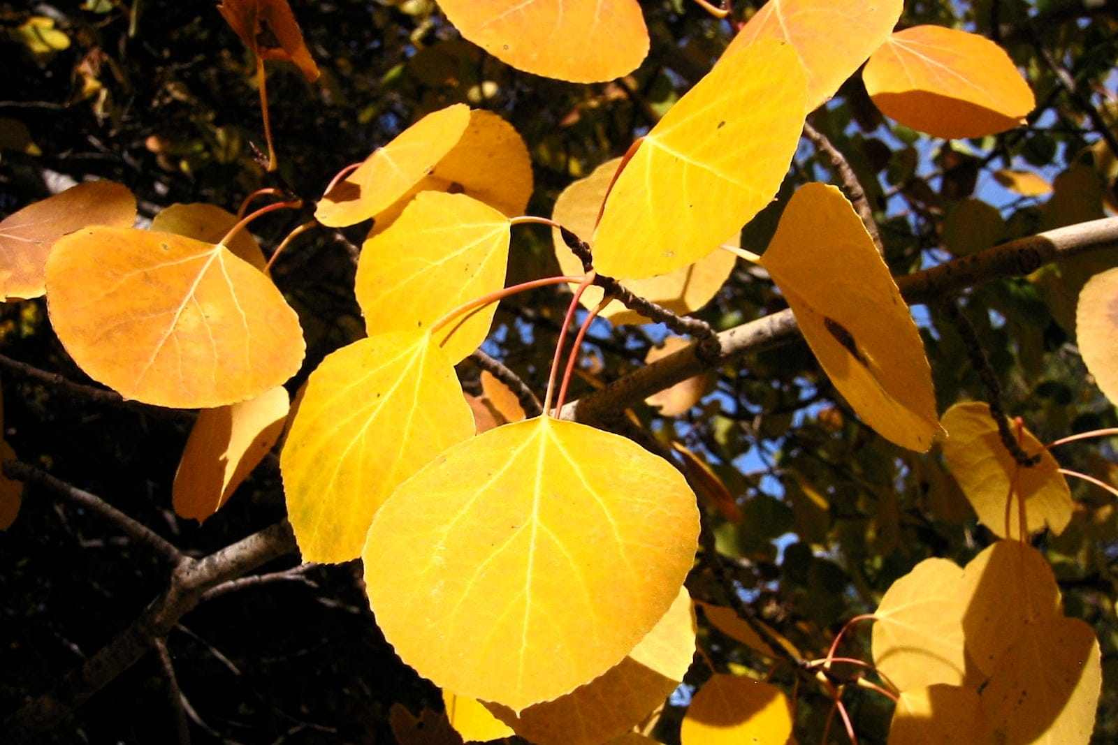 Quaking aspen (Populus tremuloides) showing nearly round leaves on long reddish flattened petioles turning golden yellow in autumn.