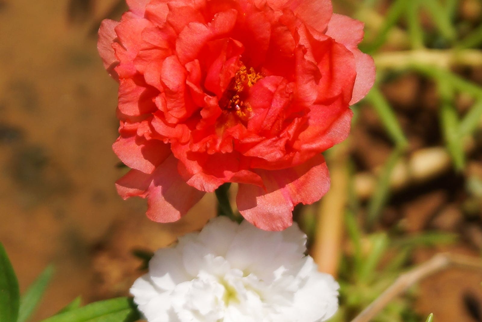 Moss rose (Portulaca grandiflora) showing ruffled double rose-like flowers in orange-red and white above cylindrical, fleshy green leaves on reddish stems.