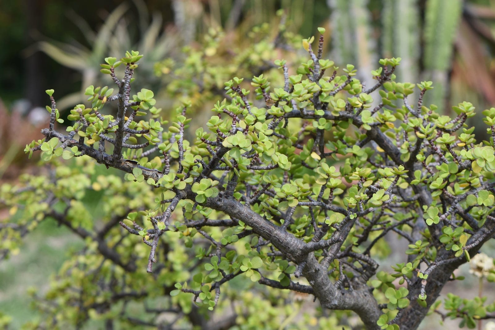 Spekboom (Portulacaria afra) - much-branched succulent shrub habit with thick red-brown/grey woody stems, small, rounded (obovate), glossy jade-green leaves borne in opposite pairs along the branches, soft-wooded, fleshy stems showing the characteristic dense branching architecture.
