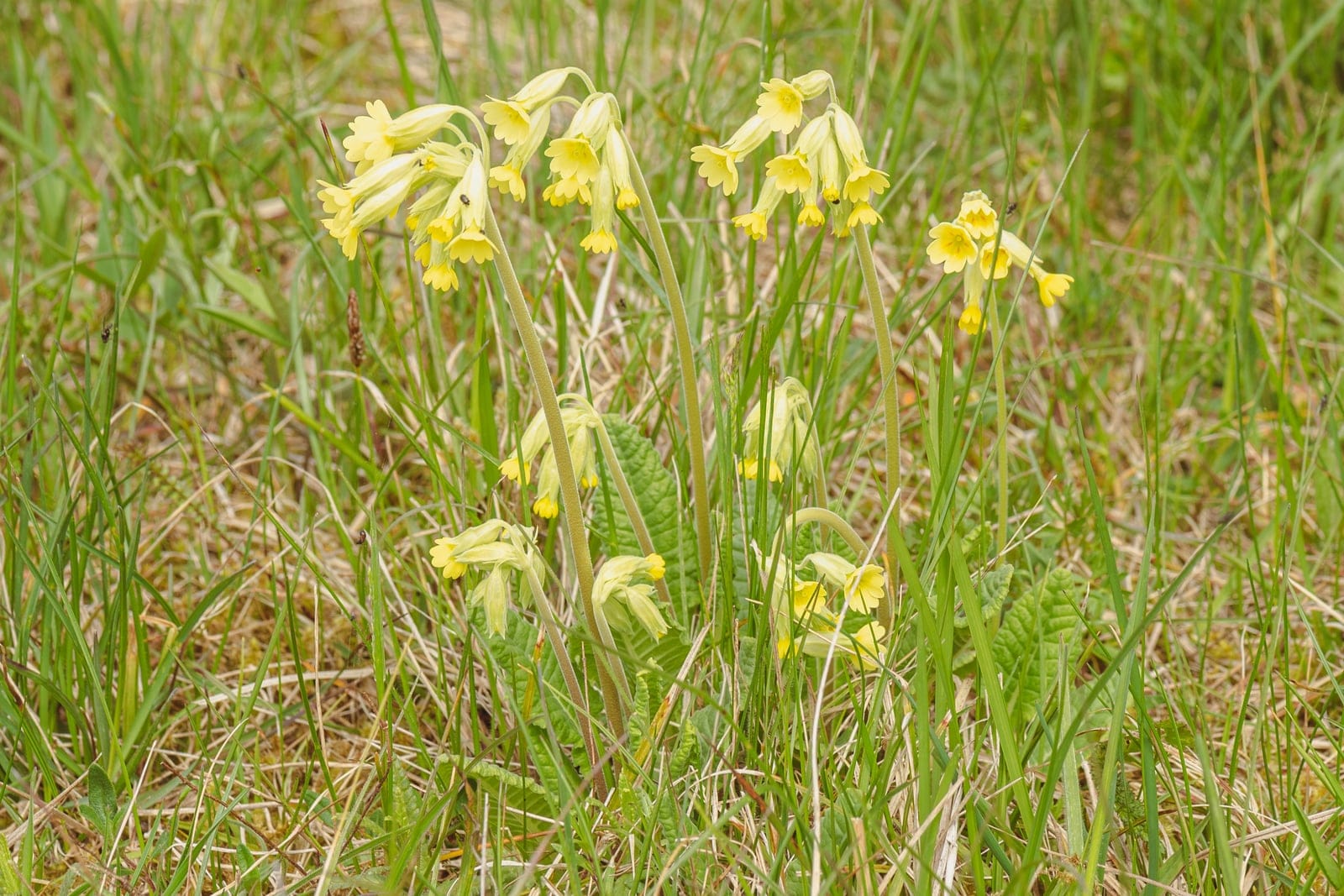 Primavera (Primula veris) - umbela unilateral y péndula de flores tubulares de color amarillo intenso, sostenida en lo alto de un escapo alto y sin hojas, roseta basal de hojas rugosas y linguiformes (oblongo-obovadas) que se estrechan en un pecíolo alado, crecimiento perenne amacollado con varios tallos florales que se elevan desde una misma corona en pastizal abierto.
