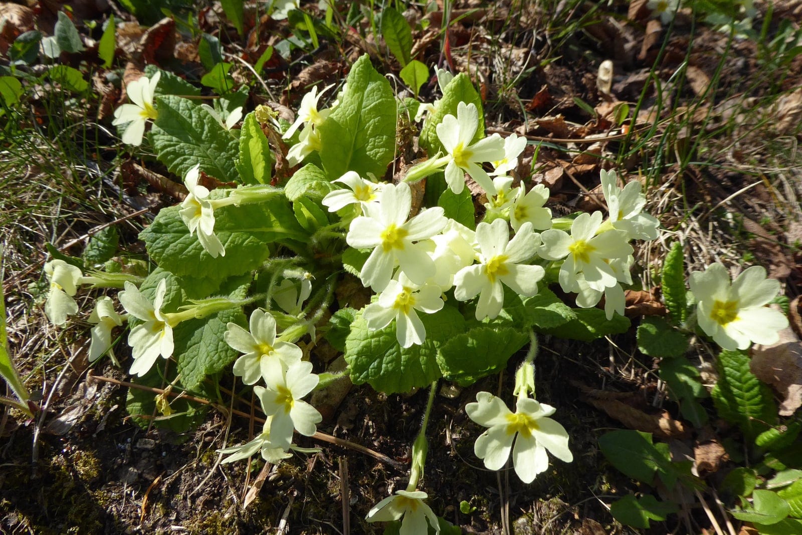 Common primrose (Primula vulgaris) - low rosette of crinkled, tongue-shaped wrinkled-veined leaves, many single pale-yellow flowers, one per slender stem, radiating from the rosette, deeper yellow eye/throat at the centre of each flower.