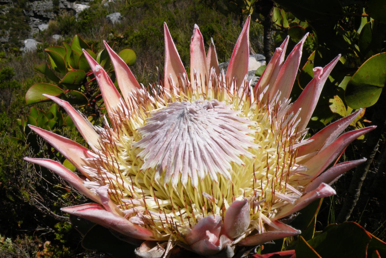 King protea (Protea cynaroides) - giant goblet-shaped flower head with a ring of pointed pink-tipped involucral bracts around a dense central boss of pale styles, leathery, rounded-oval green leaves of the surrounding shrub, growing in natural cape fynbos habitat - rocky outcrop and low shrubland visible behind the bloom.