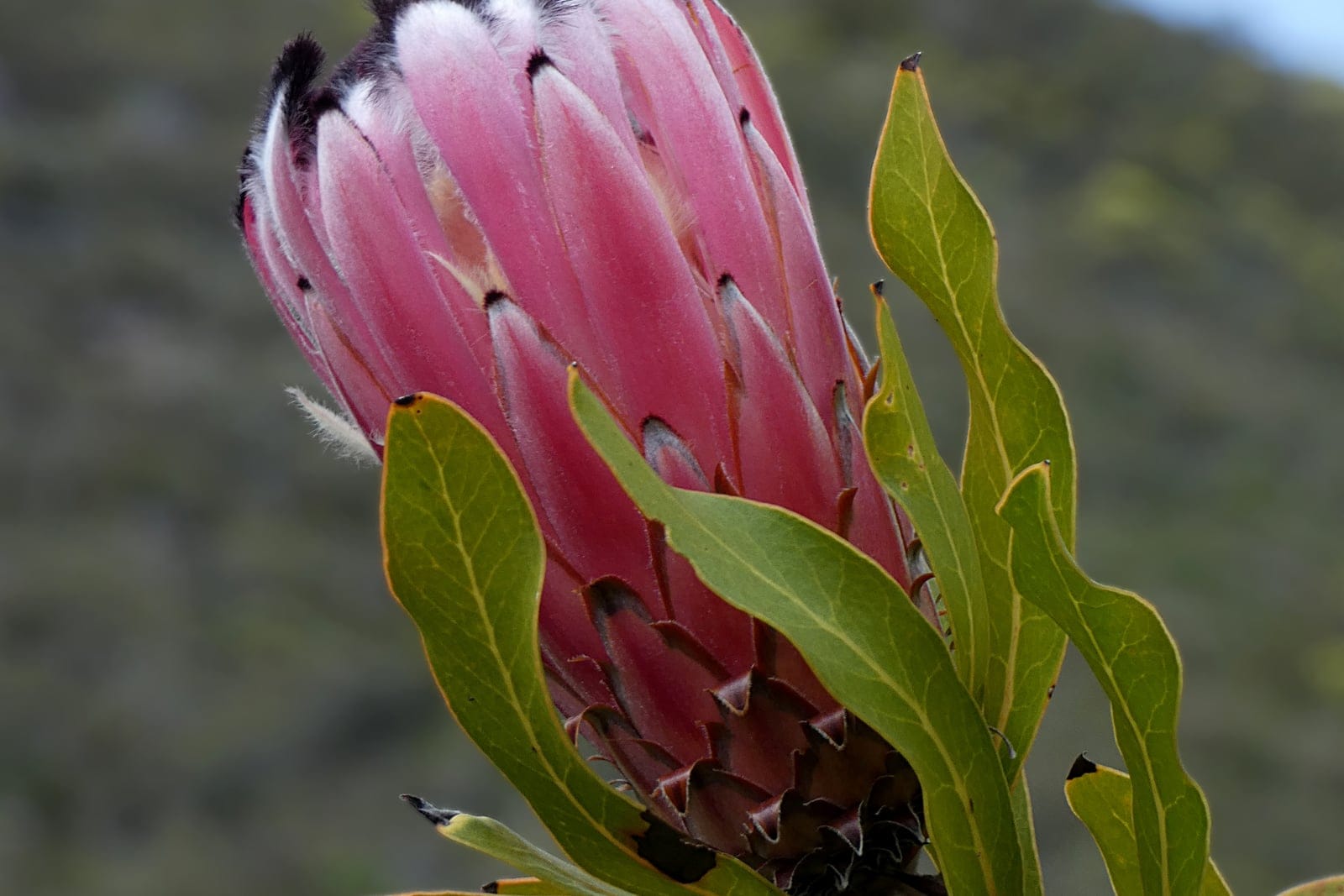 Bearded protea (Protea neriifolia) - large goblet/cup-shaped flower head of soft pink-to-cream bracts, distinctive black furry 'beard' fringing the tips of the bracts, narrow, oleander-like (oblong-lanceolate) green leaves clasping the stem.