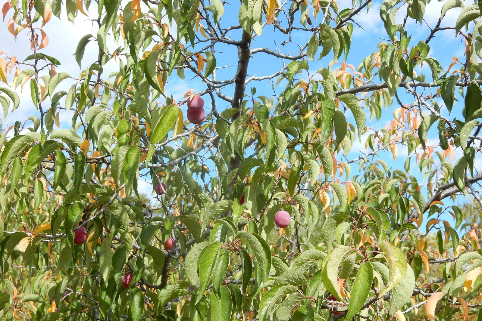 American plum (Prunus americana) branch showing ripe red-purple plums hanging among the toothed green leaves against the sky.