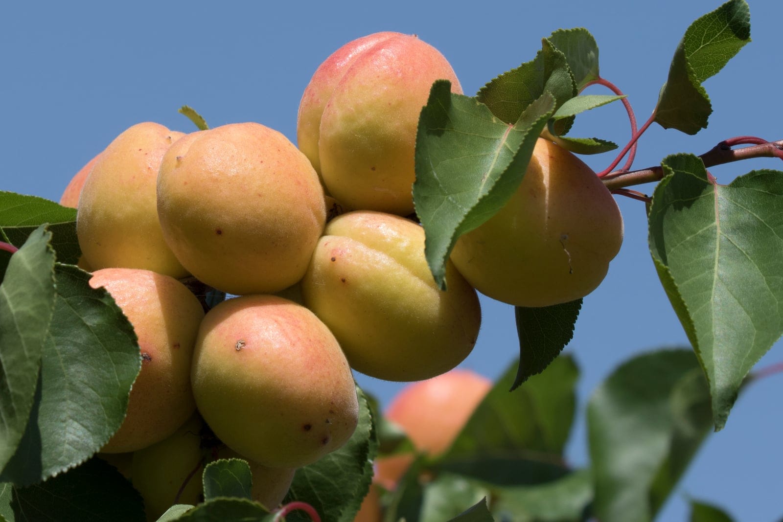 A cluster of ripening apricots (Prunus armeniaca) on the branch - golden-orange drupes with a red blush and the characteristic suture groove, among broad ovate apricot leaves against a blue sky.