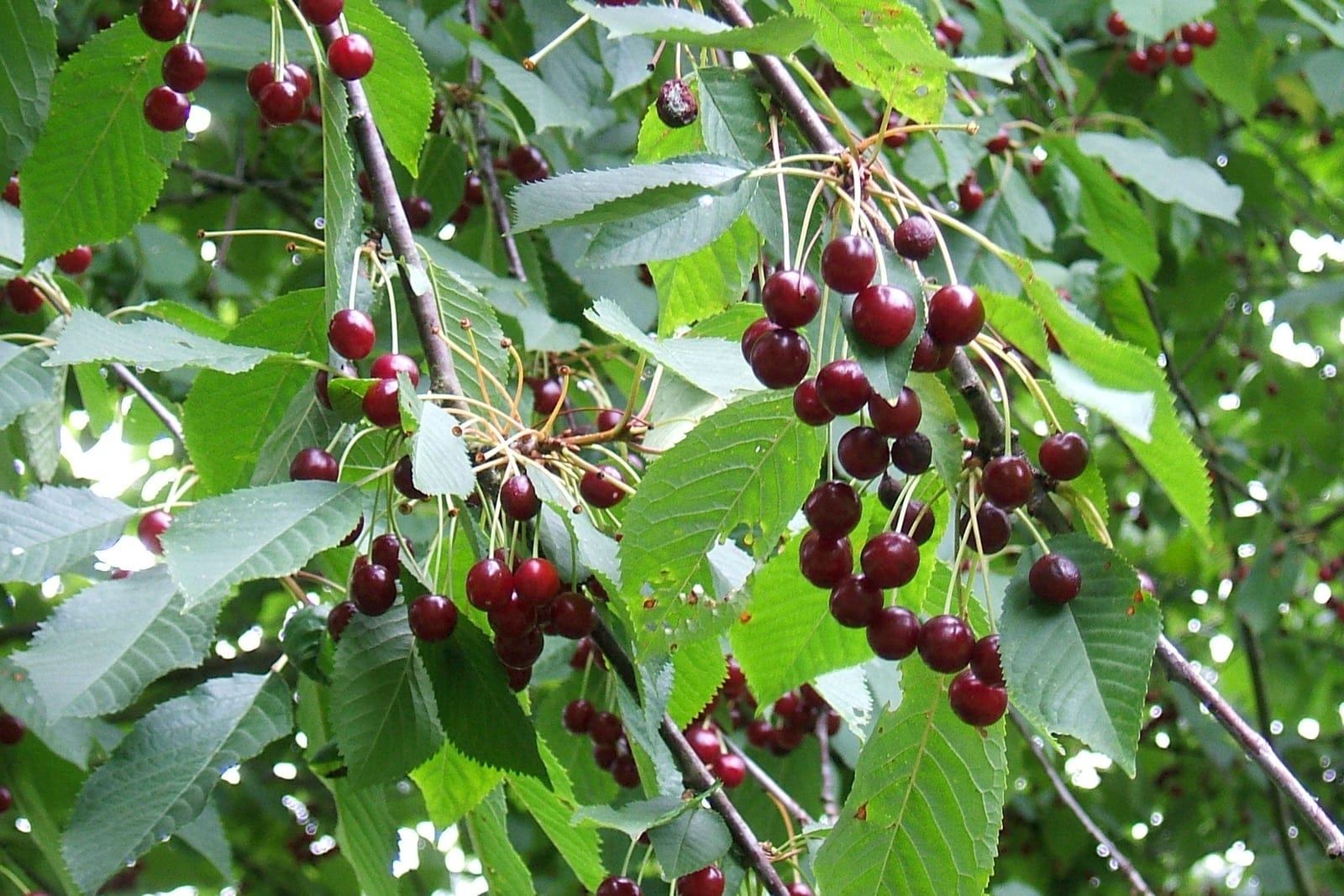 Sweet cherry (Prunus avium) branches hung with clusters of dark red drupes on long pedicels among oval, dull dark-green serrated leaves.