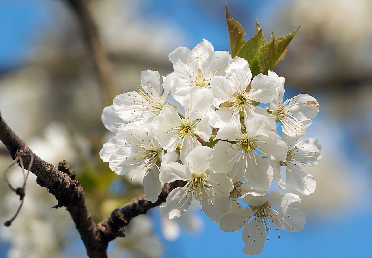 Guindo (Prunus cerasus) - flores blancas de cinco pétalos, flores primaverales agrupadas, hojas emergentes de color verde bronce, estambres prominentes.