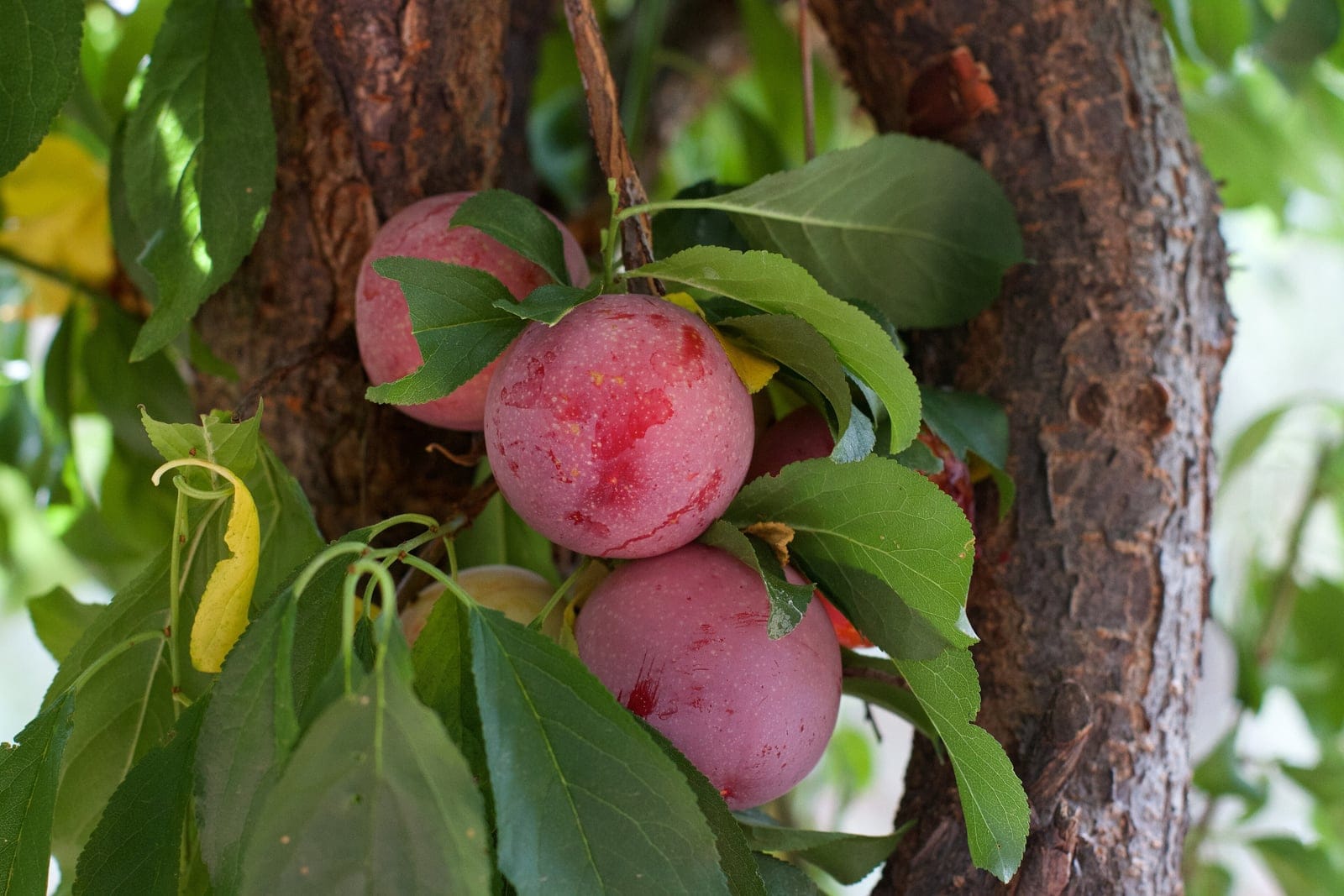 European plum (Prunus domestica) branch bearing a cluster of ripe red-purple plums among egg-shaped alternate green leaves.
