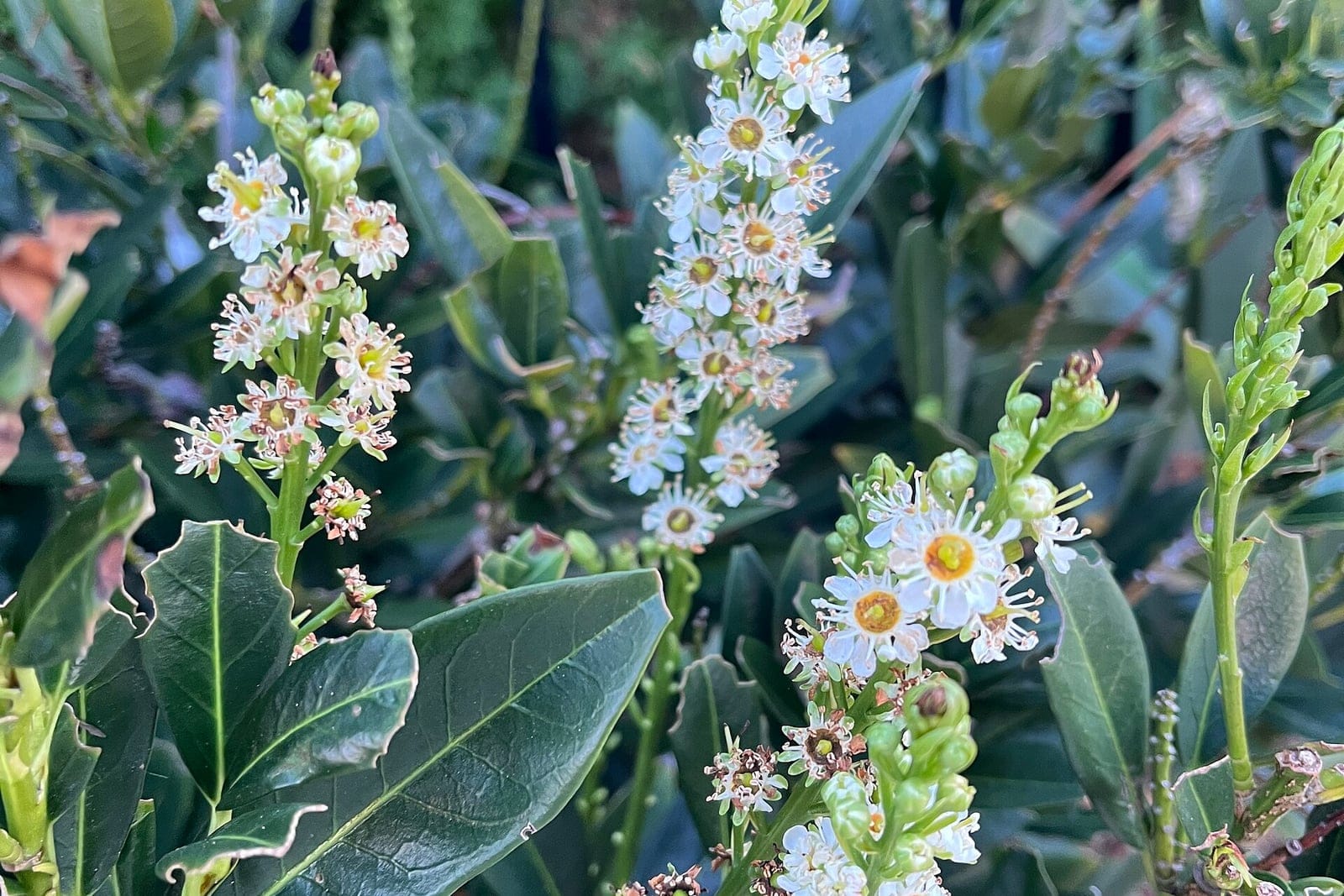Cherry laurel (Prunus laurocerasus) shrub in Washington D.C. showing the characteristic dense, glossy dark-green foliage and compact multi-stemmed habit.