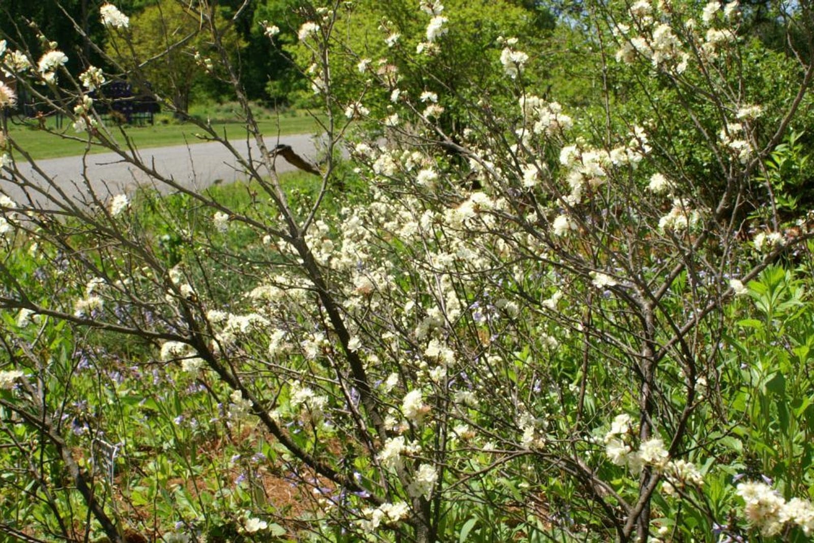 Beach plum (Prunus maritima) shrub in full white spring bloom, showing the low densely branching twiggy habit against a natural roadside setting.