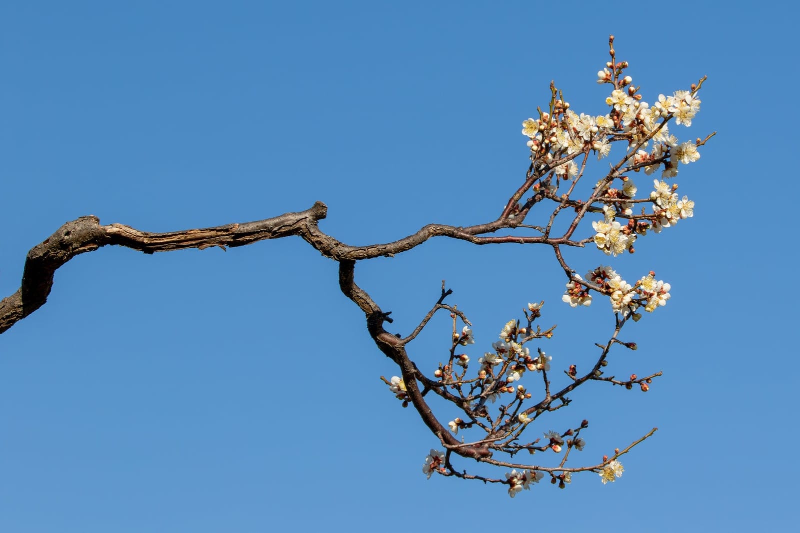 Clusters of pale-pink Prunus mume blossoms on bare winter branches photographed against a blue sky at Nagai Park, Osaka, Japan