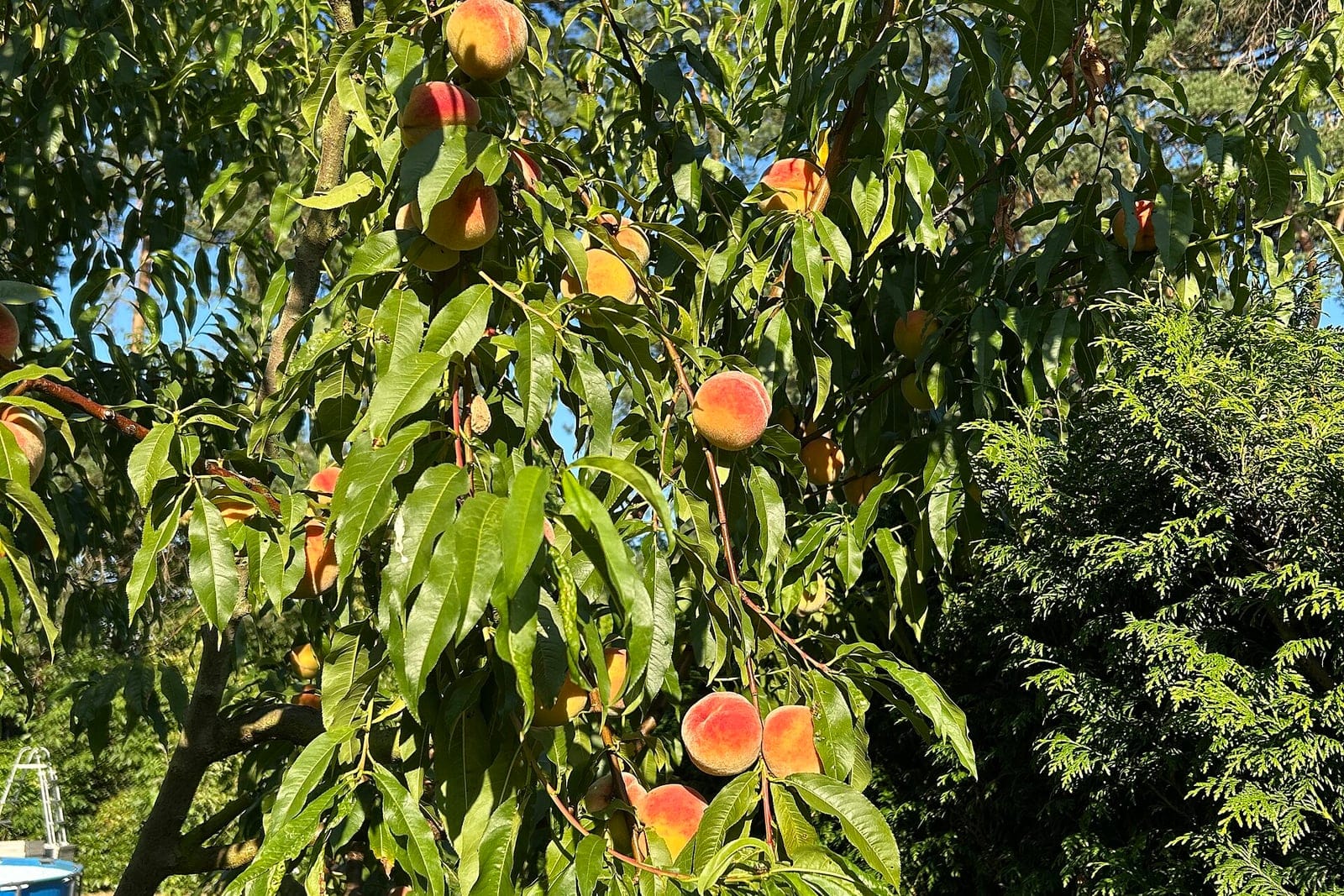 Rama de durazno (Prunus persica) cargada de duraznos maduros con rubor rojo entre las hojas largas, lanceoladas y lustrosas, contra un cielo azul.
