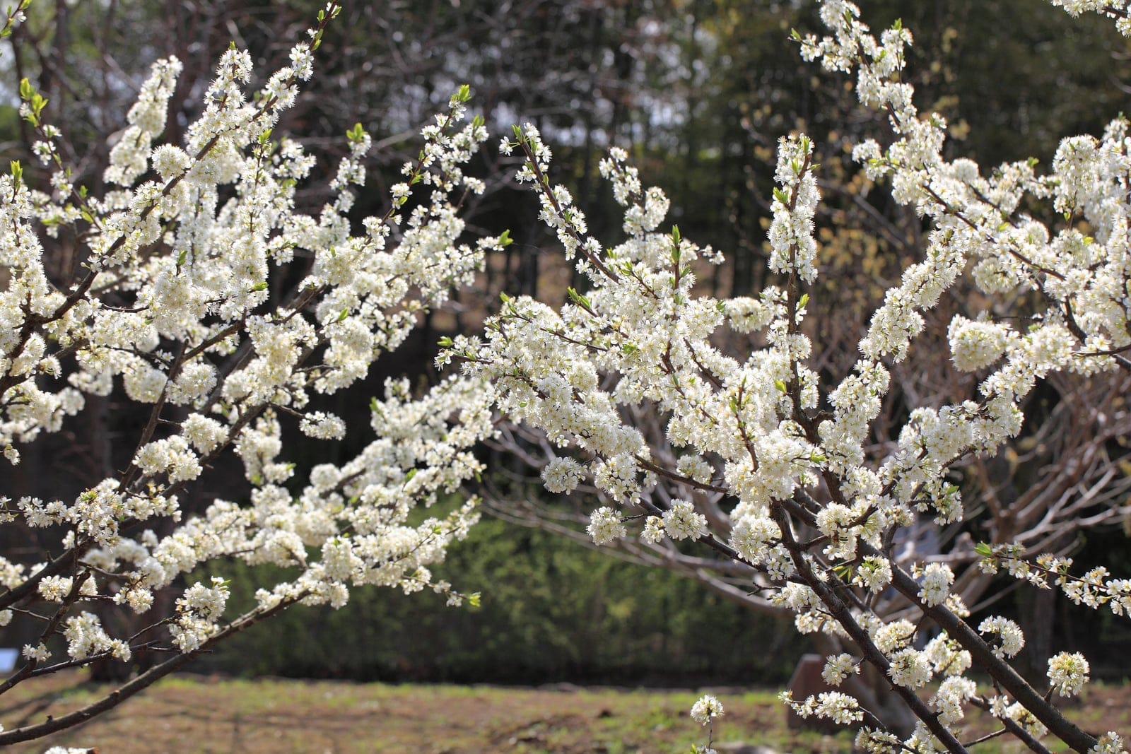 Ramos de Prunus salicina cobertos por densos cachos de flores brancas de cinco pétalas no início da primavera, com gemas foliares brotando visíveis sobre a casca escura
