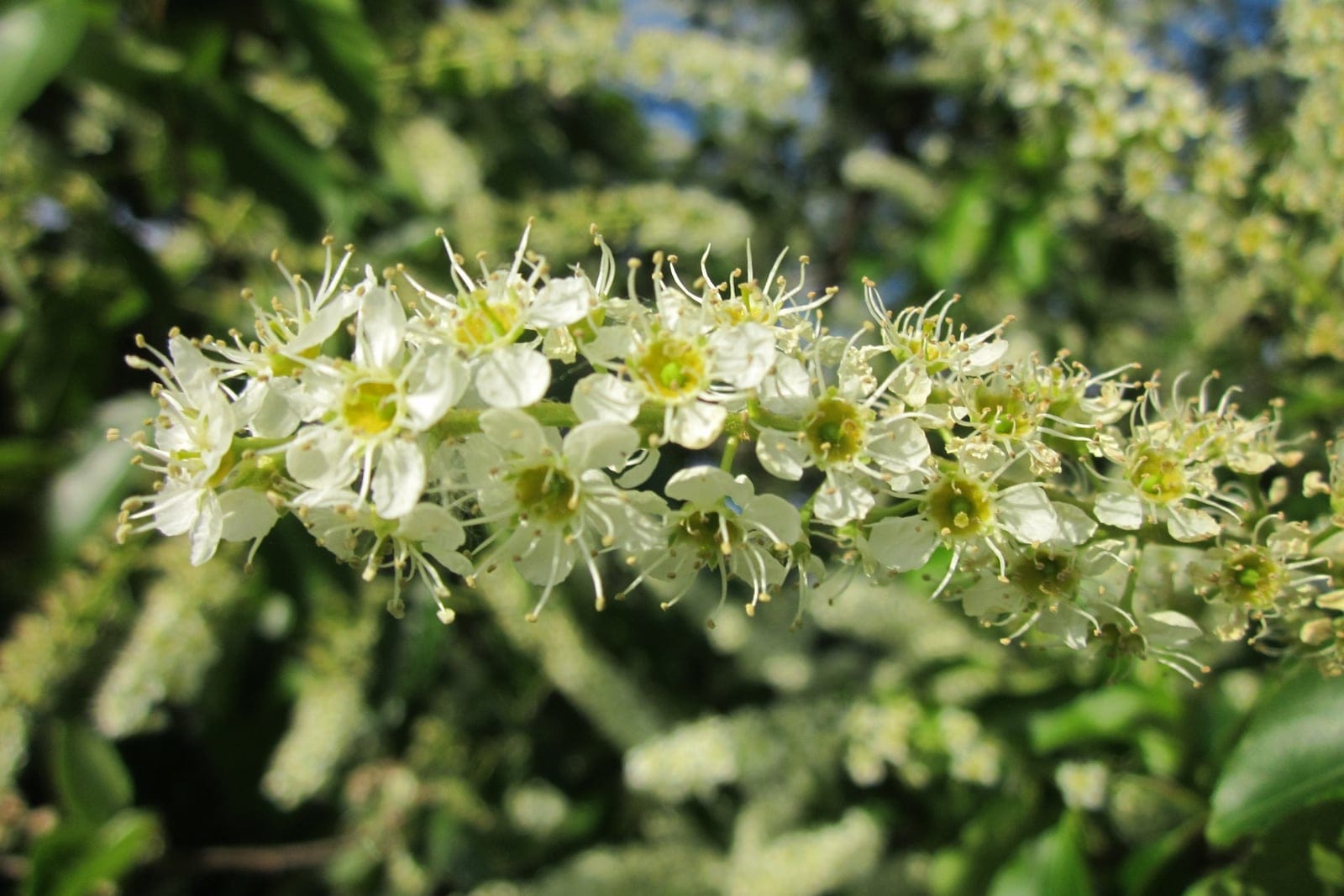 Black cherry (Prunus serotina) flowering raceme: an elongated cylindrical cluster of small white five-petaled flowers with many slender stamens, on a wild tree.