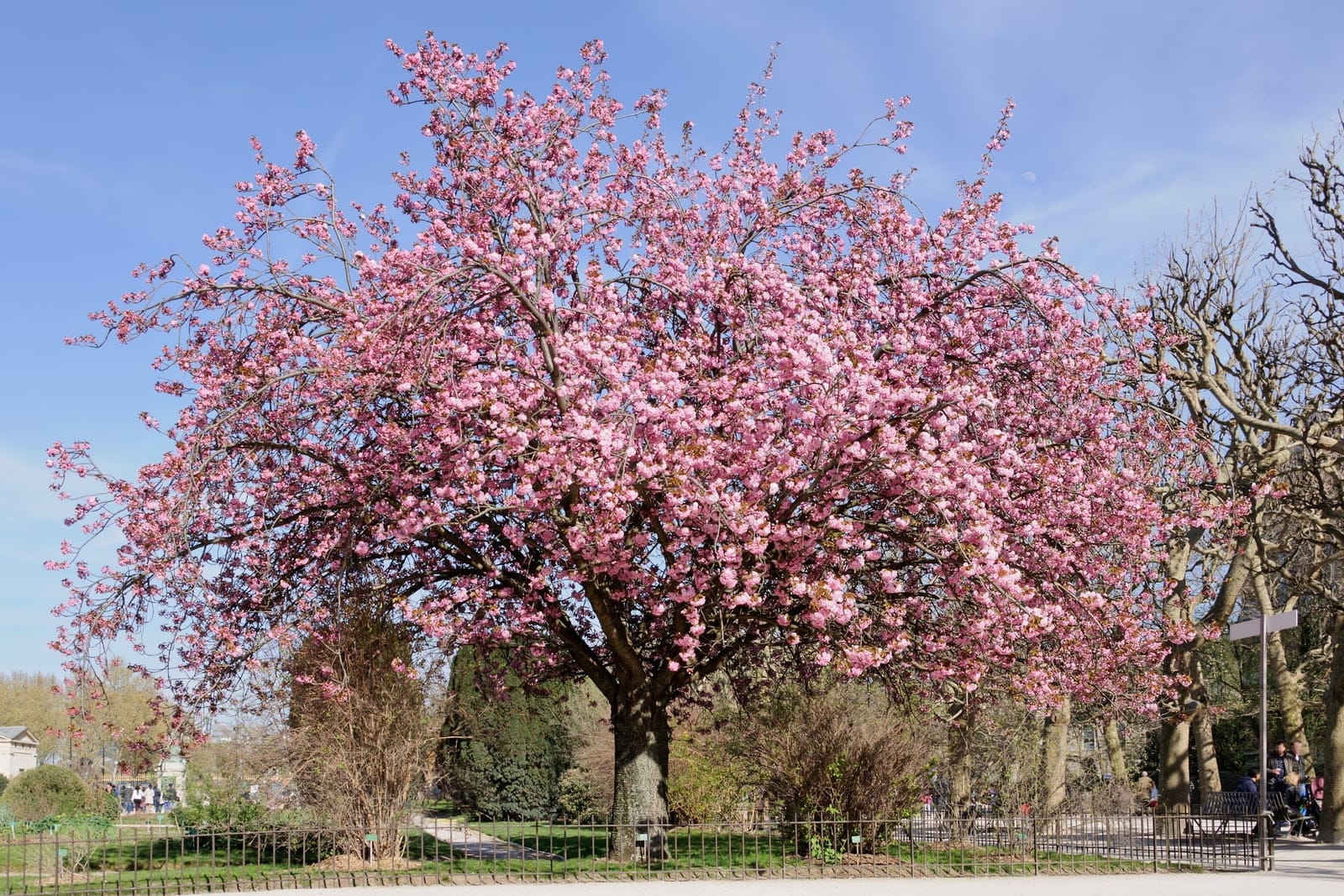 Prunus serrulata 'Kanzan' en plena floración de flores dobles rosadas en el Jardin des Plantes, París, abril de 2012