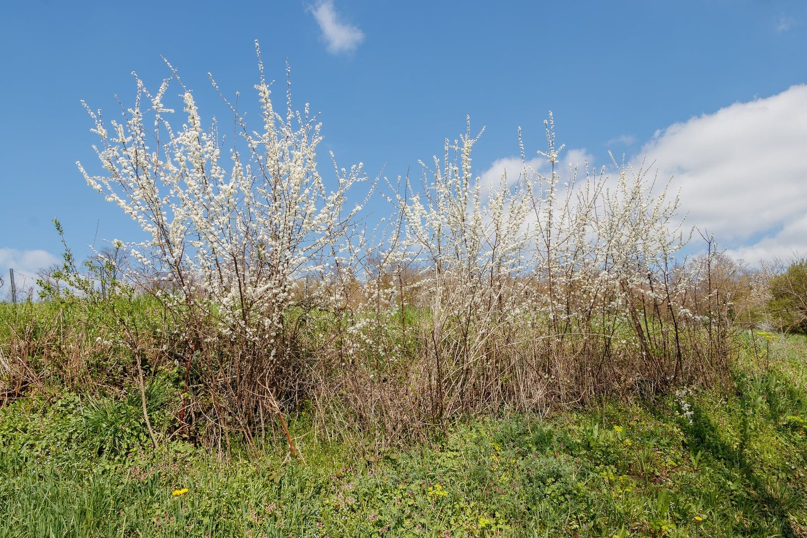 Prunus spinosa (blackthorn) shrub in full flower, showing dense white blossom covering bare spiny branches in early spring