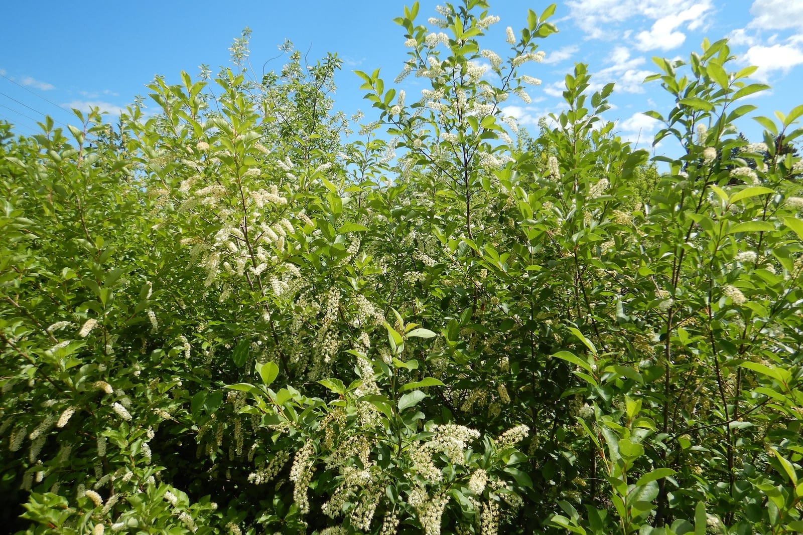 Chokecherry (Prunus virginiana) multi-stemmed thicket in full spring bloom, showing its suckering shrub-to-small-tree habit hung with white flower racemes.