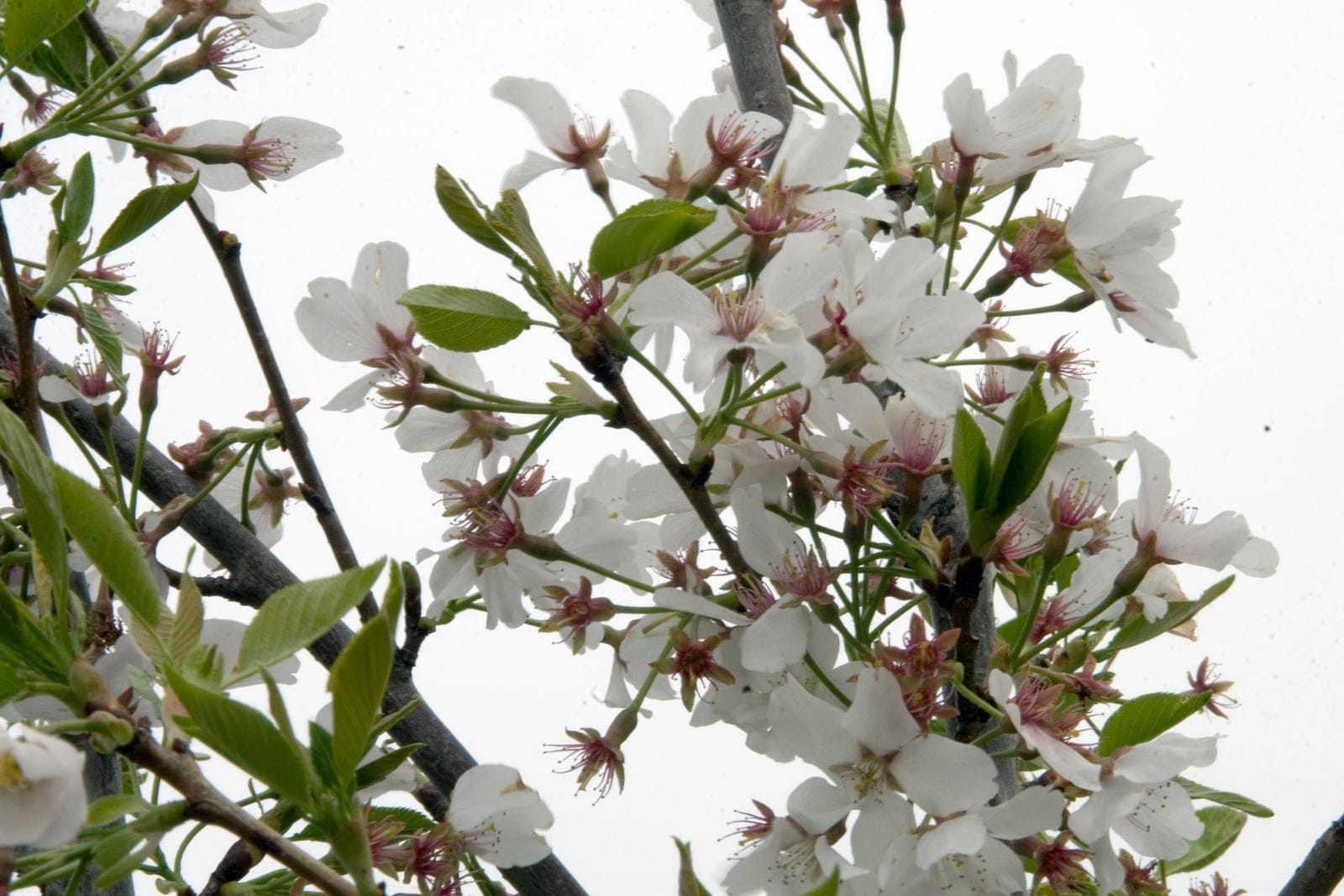 Rama de cerezo Yoshino (Prunus × yedoensis) a comienzos de primavera con racimos de flores de cinco pétalos blancas teñidas de rosa, cálices rojizos y hojas verdes aserradas emergentes sobre un cielo pálido.
