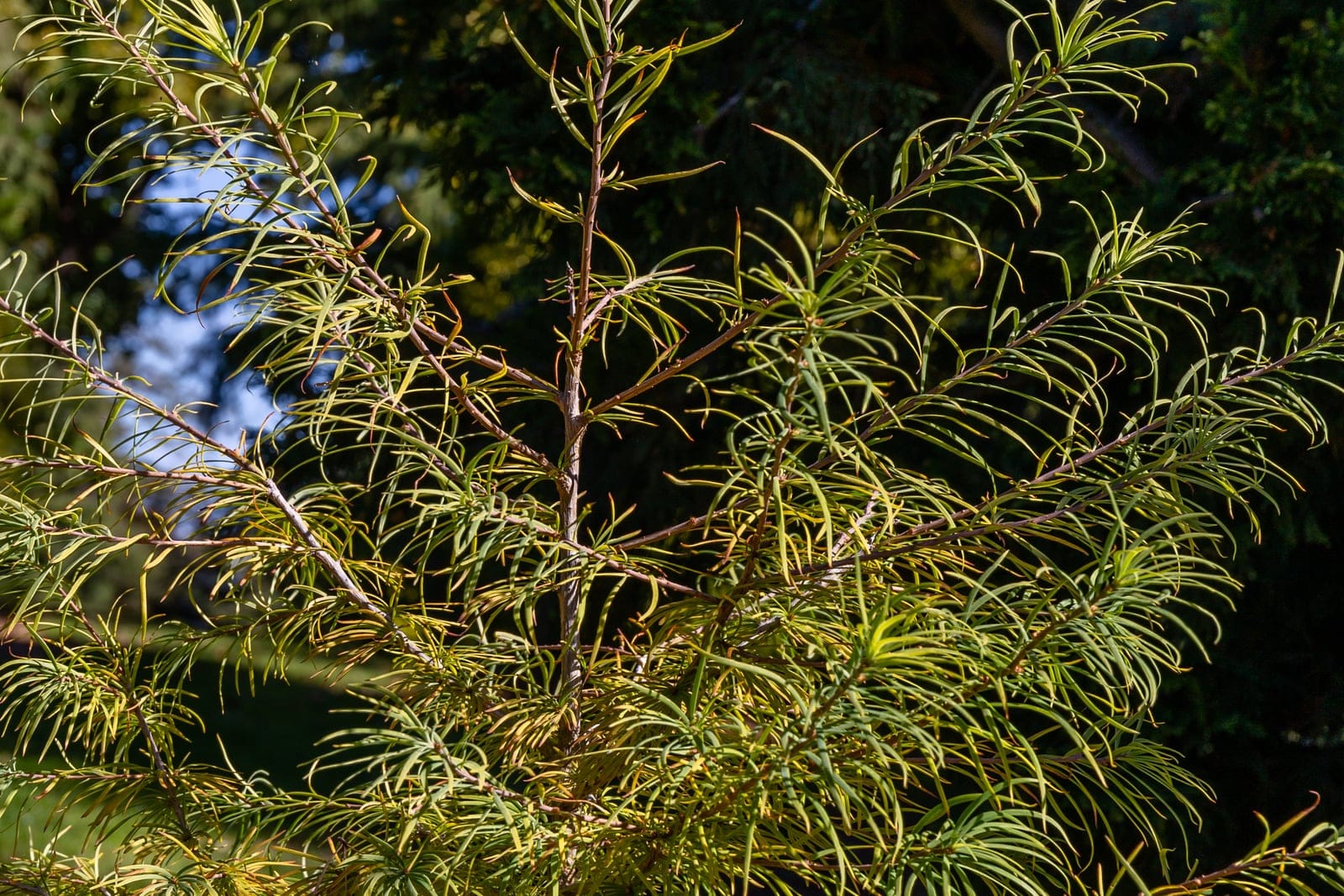 Follaje de alerce dorado en otoño, que muestra las acículas tornadas de un amarillo dorado brillante antes de la caída de la hoja, Timaru Botanic Garden, Nueva Zelanda