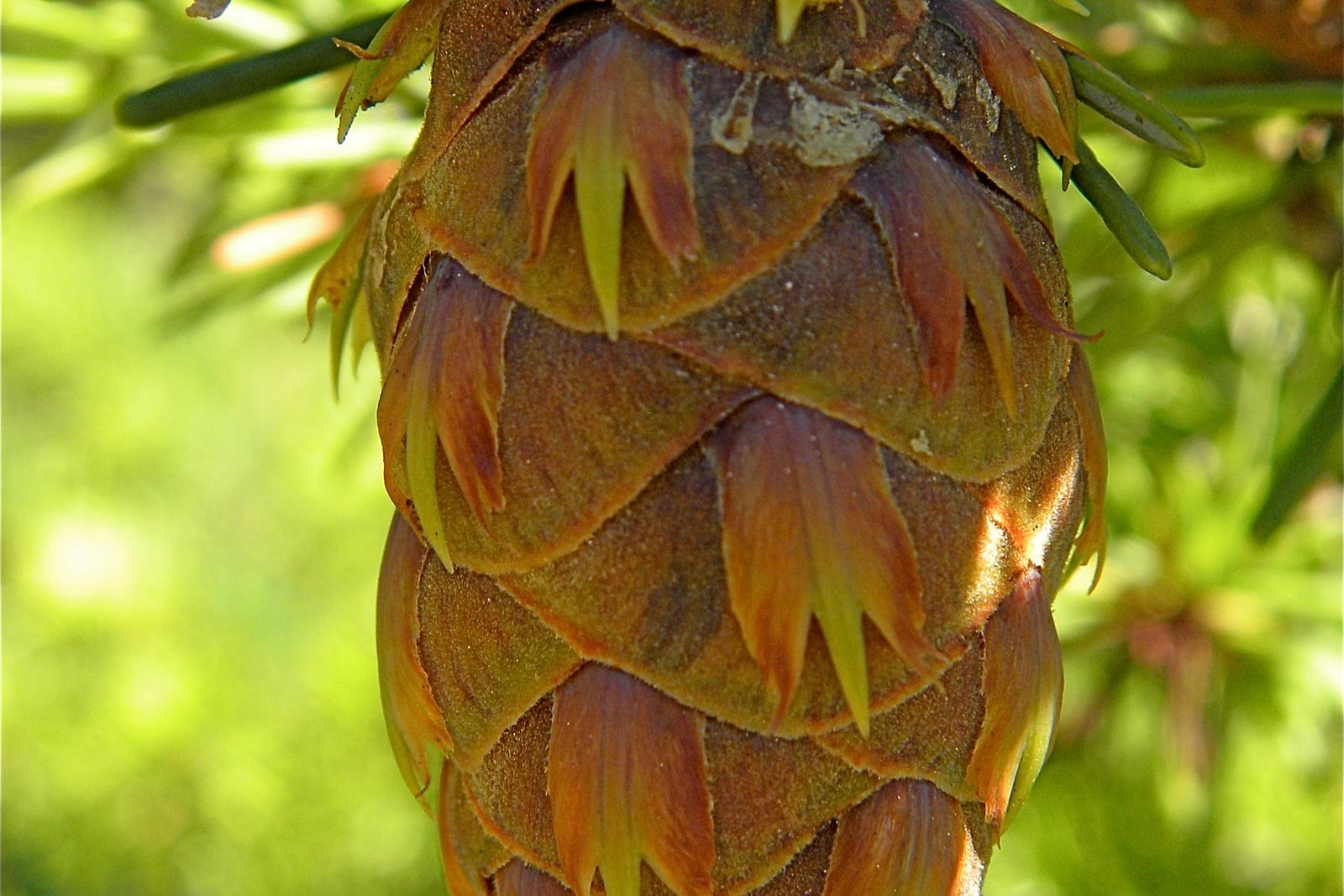 Pendulous mature Douglas fir (Pseudotsuga menziesii) seed cone showing the diagnostic three-pointed "trident" bracts protruding between the scales, with flat needles behind.