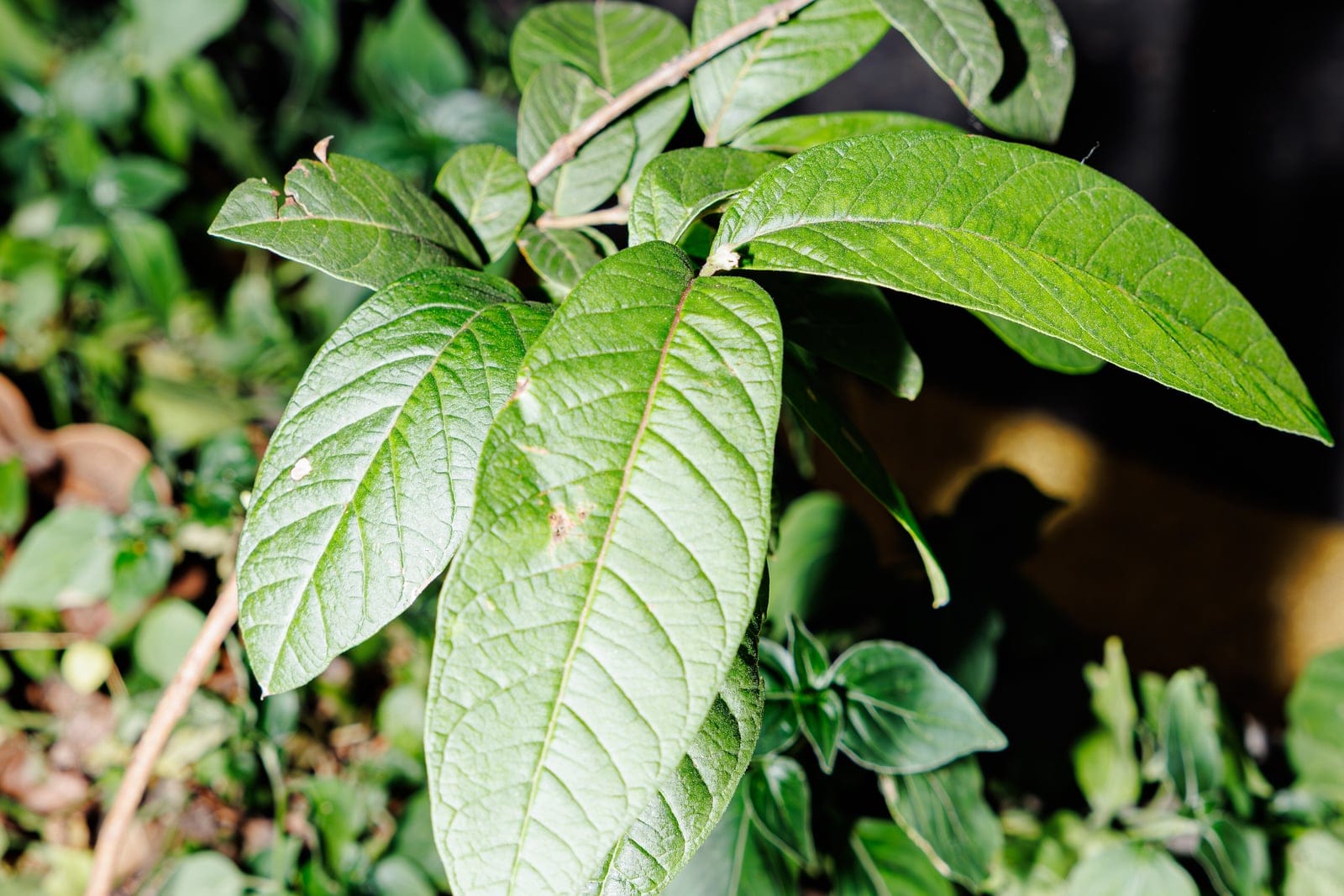 Guava (Psidium guajava) - elliptic-oblong leaves with strongly impressed, prominent pinnate venation typical of guava, opposite, decussate leaf arrangement on a slender reddish-tinged young stem, upright woody seedling/sapling habit with new growth flushing at the shoot tip.