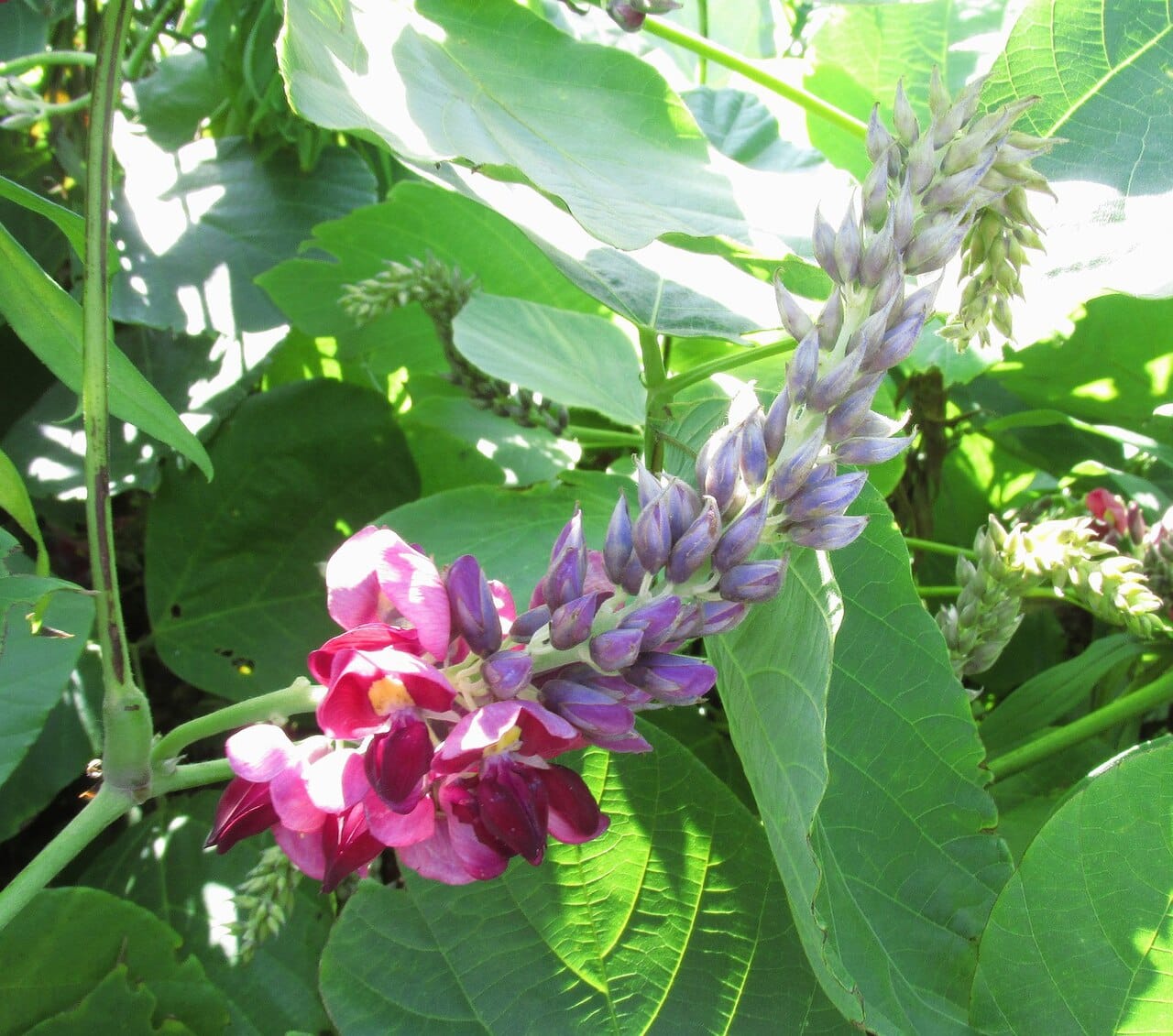 Kudzu (Pueraria lobata) - purple-and-magenta pea-like flower raceme, large trifoliate (three-leaflet) leaves, twining vine stems, upright clustered flower spike.
