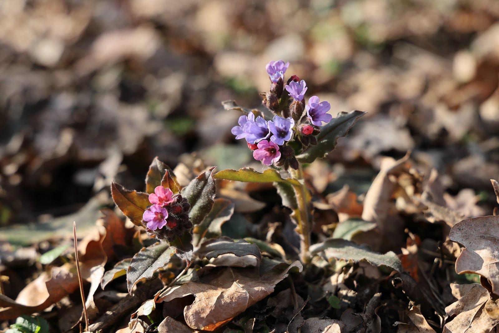 Pulmonaria officinalis en fleur dans une forêt caducifoliée tchèque, montrant des feuilles basales tachetées de blanc et des bouquets de fleurs tubulaires du rose au violet
