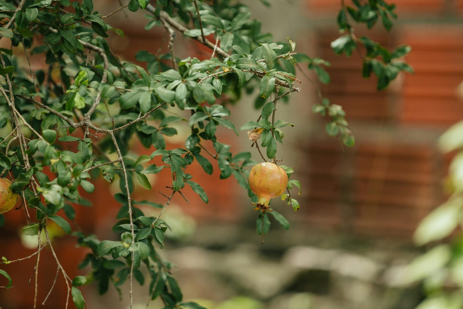 Branche de grenadier (Punica granatum) montrant un fruit en cours de maturation teinté d'orange, avec son calice persistant en forme de couronne, parmi des feuilles oblongues et luisantes.