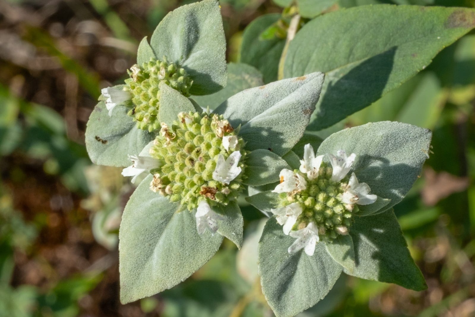 Short-toothed mountain mint (Pycnanthemum muticum) showing dense flat-topped flower heads of small white two-lipped flowers framed by frosted silvery floral bracts and aromatic foliage.