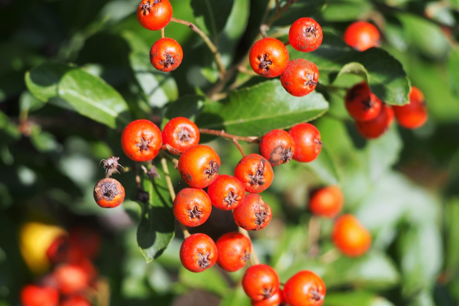 Scarlet firethorn in fruit: clusters of round, orange-red berries, each with a dark, star-shaped tip, among glossy, dark green, finely toothed leaves.