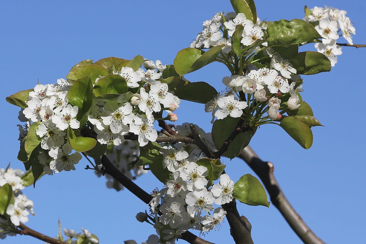 Callery pear (Pyrus calleryana) - branch densely massed with white five-petaled blossoms, dark anthers, glossy young green leaves, early-spring flowering.